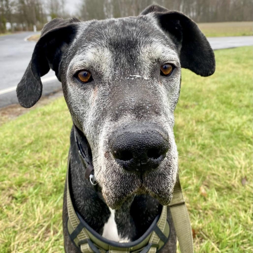 Enlarge Kumba, a Adoptable Great Dane in Quakertown, PA image 4/5
