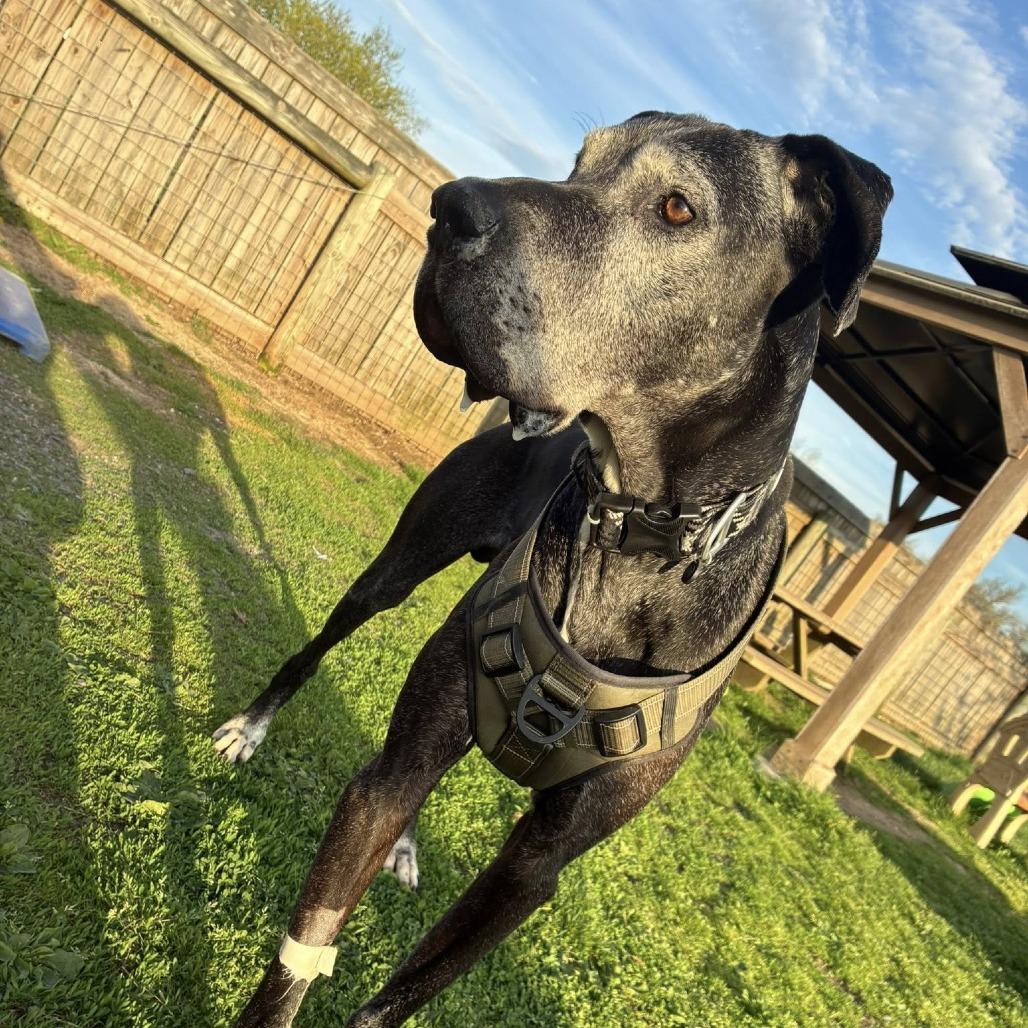 Enlarge Kumba, a Adoptable Great Dane in Quakertown, PA image 5/5