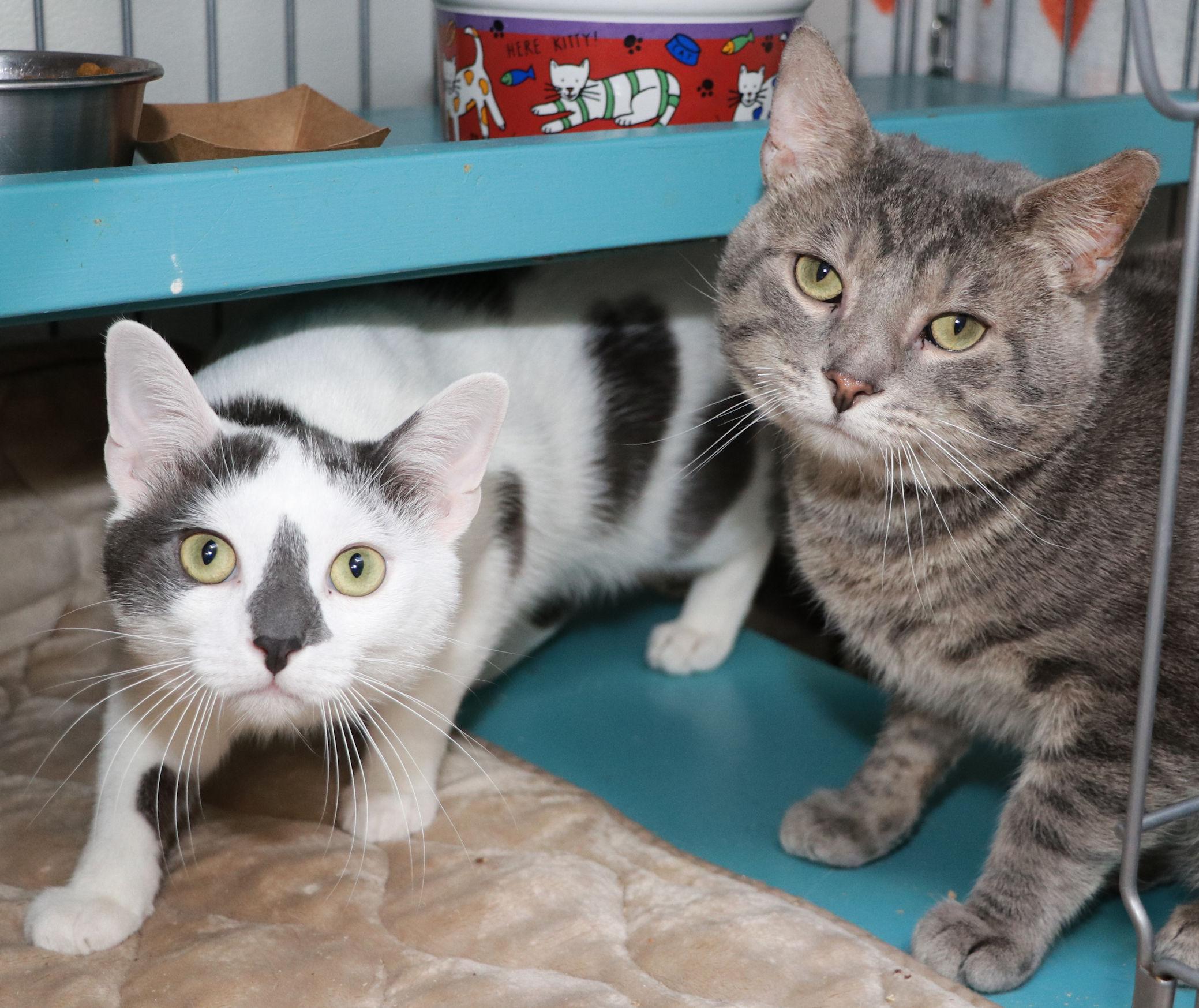 Enlarge Simon, an adopted Domestic Short Hair in Cincinnati, OH image 1/1