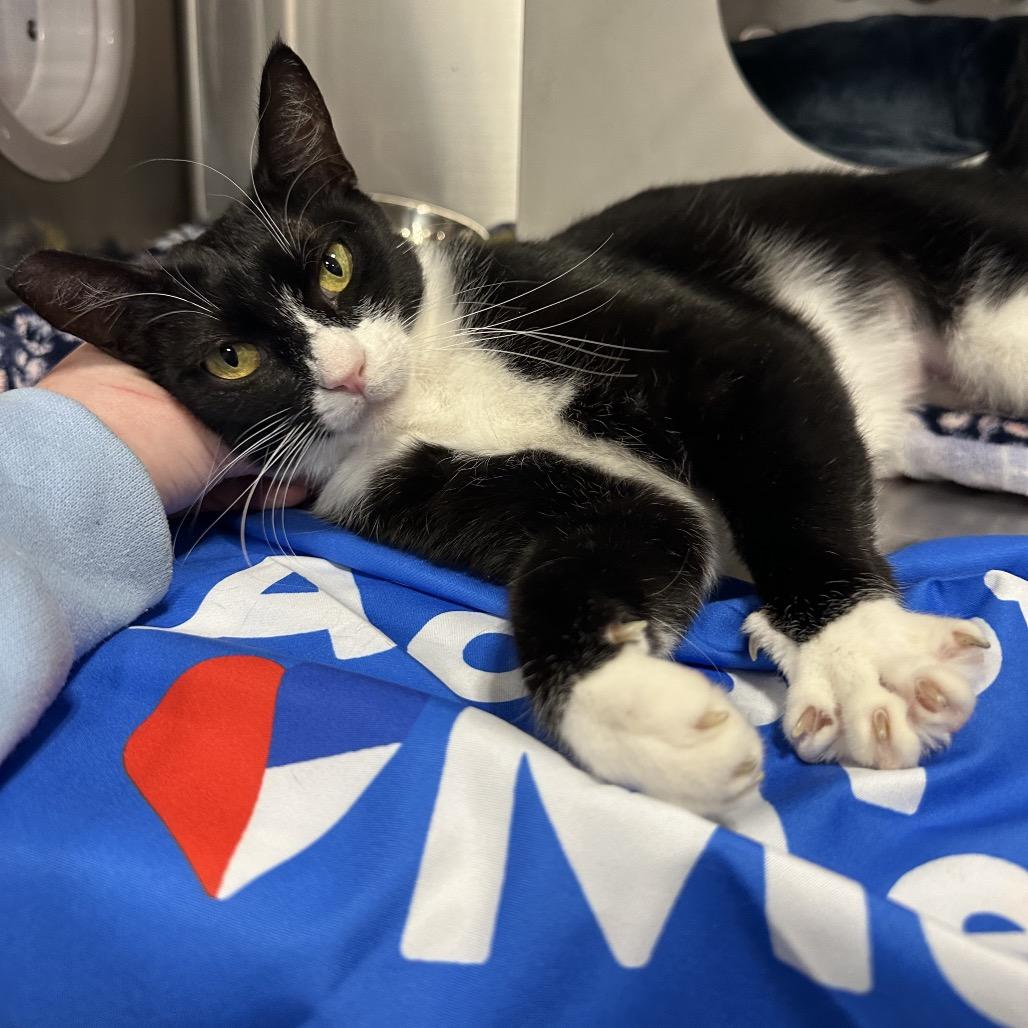 Girl, Adoptable, Adult Female Domestic Short Hair.