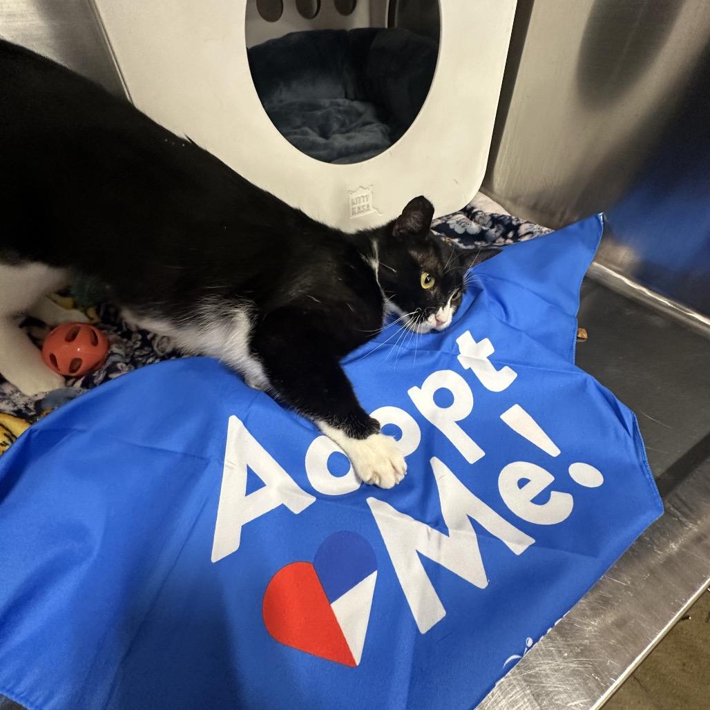 Enlarge Girl, a Adoptable Domestic Short Hair in Spokane, WA image 2/4