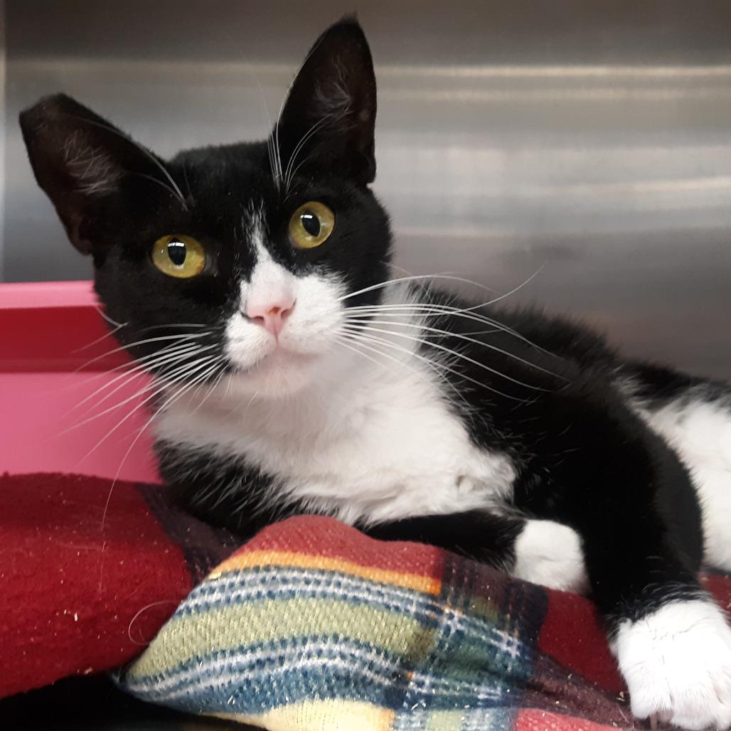 Enlarge Girl, a Adoptable Domestic Short Hair in Spokane, WA image 3/4