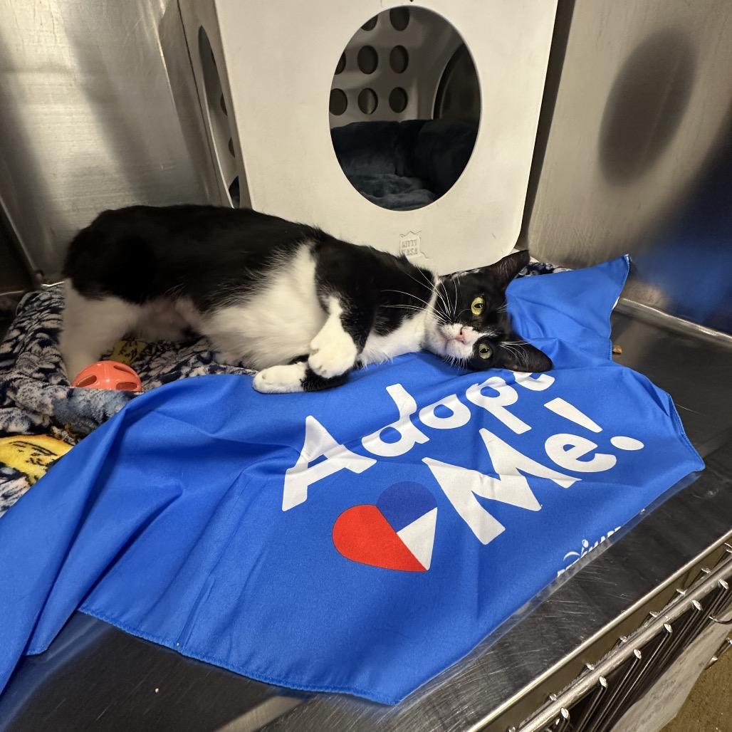 Enlarge Girl, a Adoptable Domestic Short Hair in Spokane, WA image 4/4