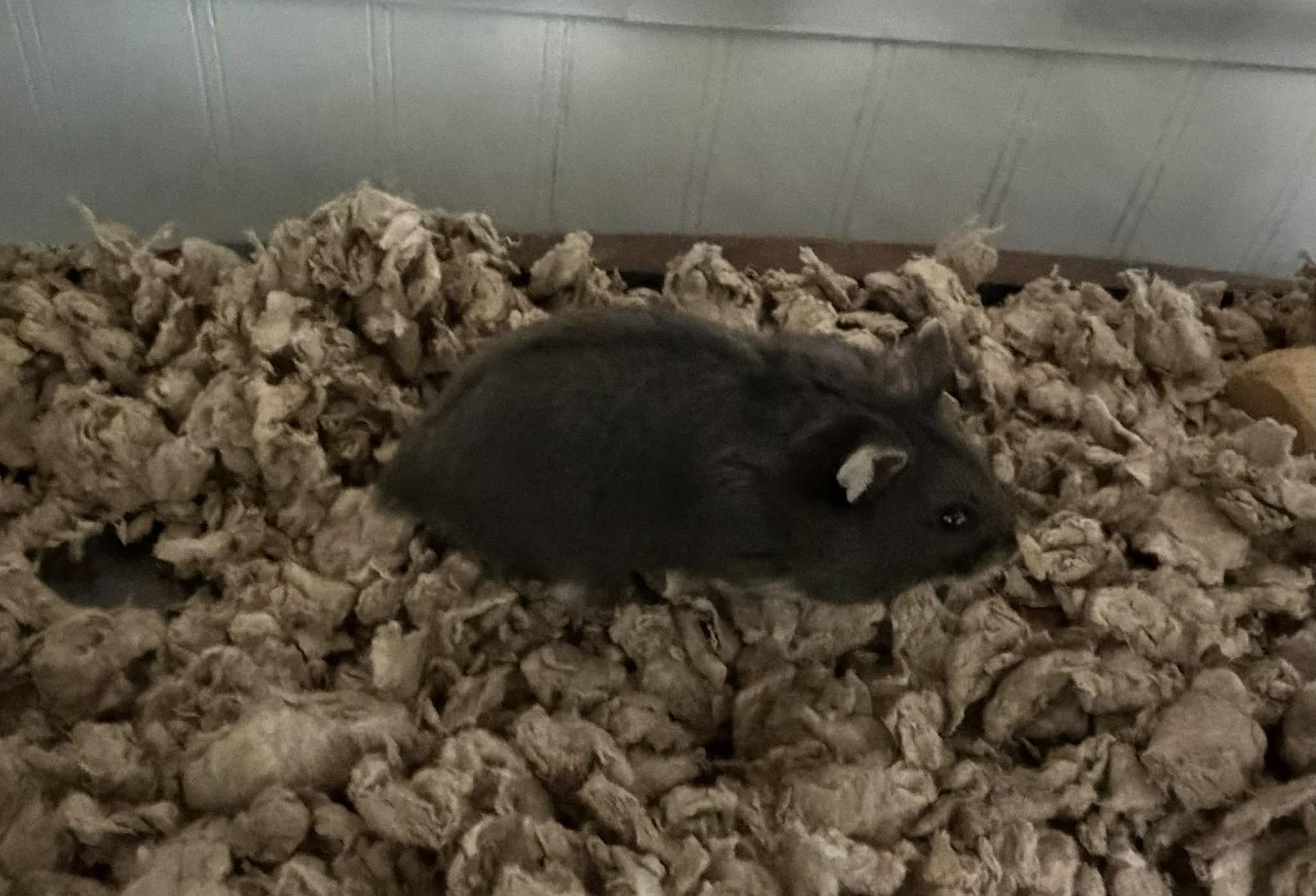Benji, Adoptable, Baby Male Hamster.