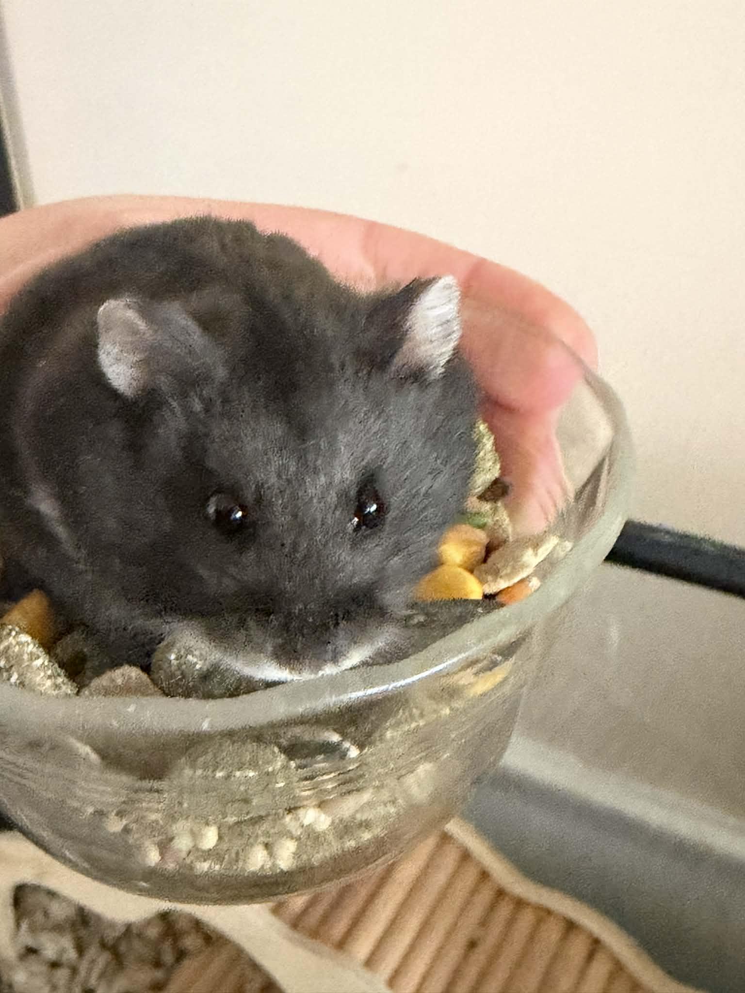 Benji, a Adoptable Hamster in Aurora, IL image 2/2