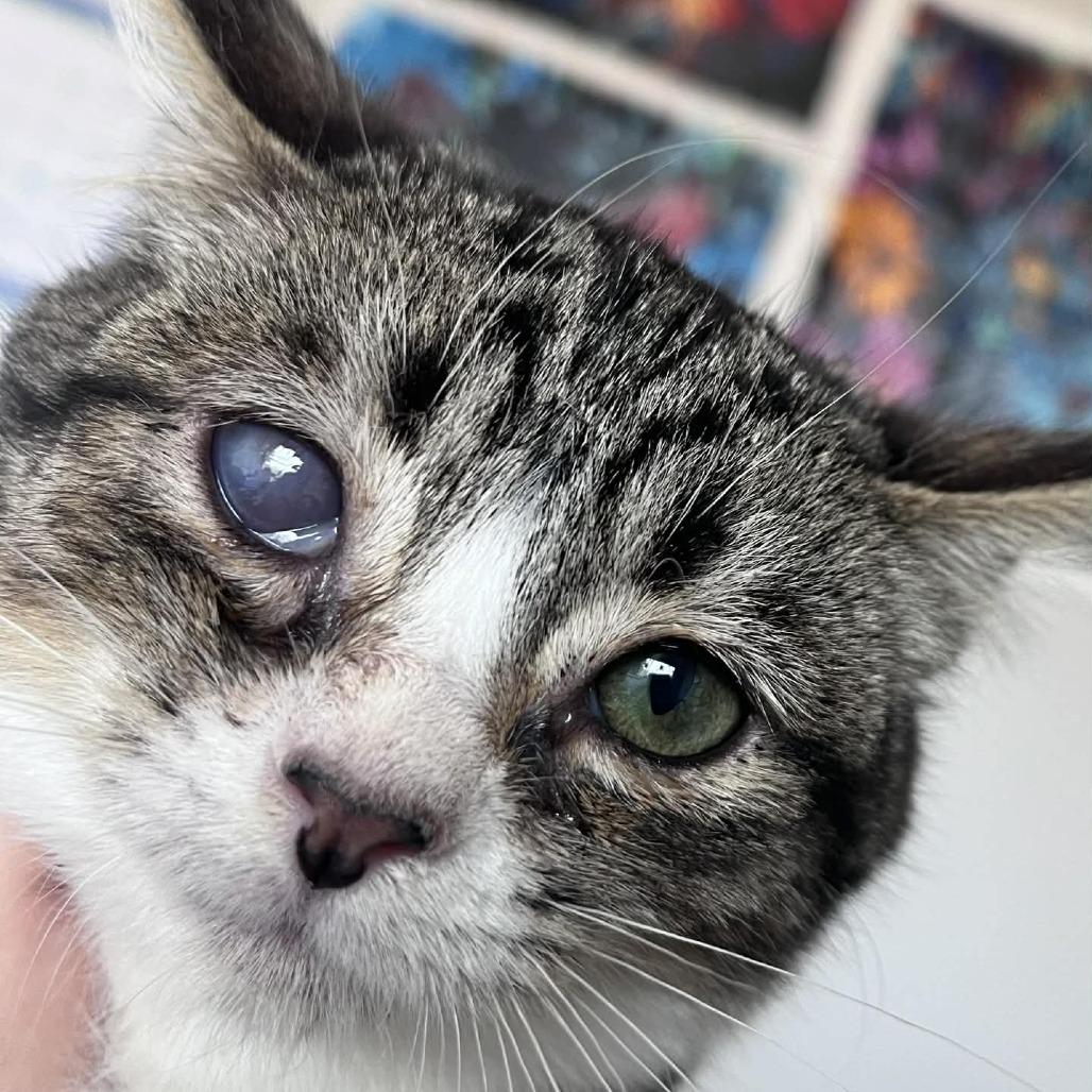 Enlarge Bitsy, a Adoptable Domestic Short Hair in Bentonville, AR image 1/3