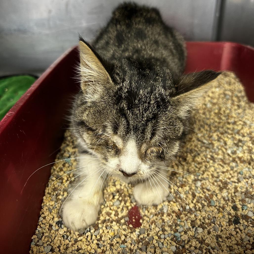 Enlarge Bitsy, a Adoptable Domestic Short Hair in Bentonville, AR image 2/3