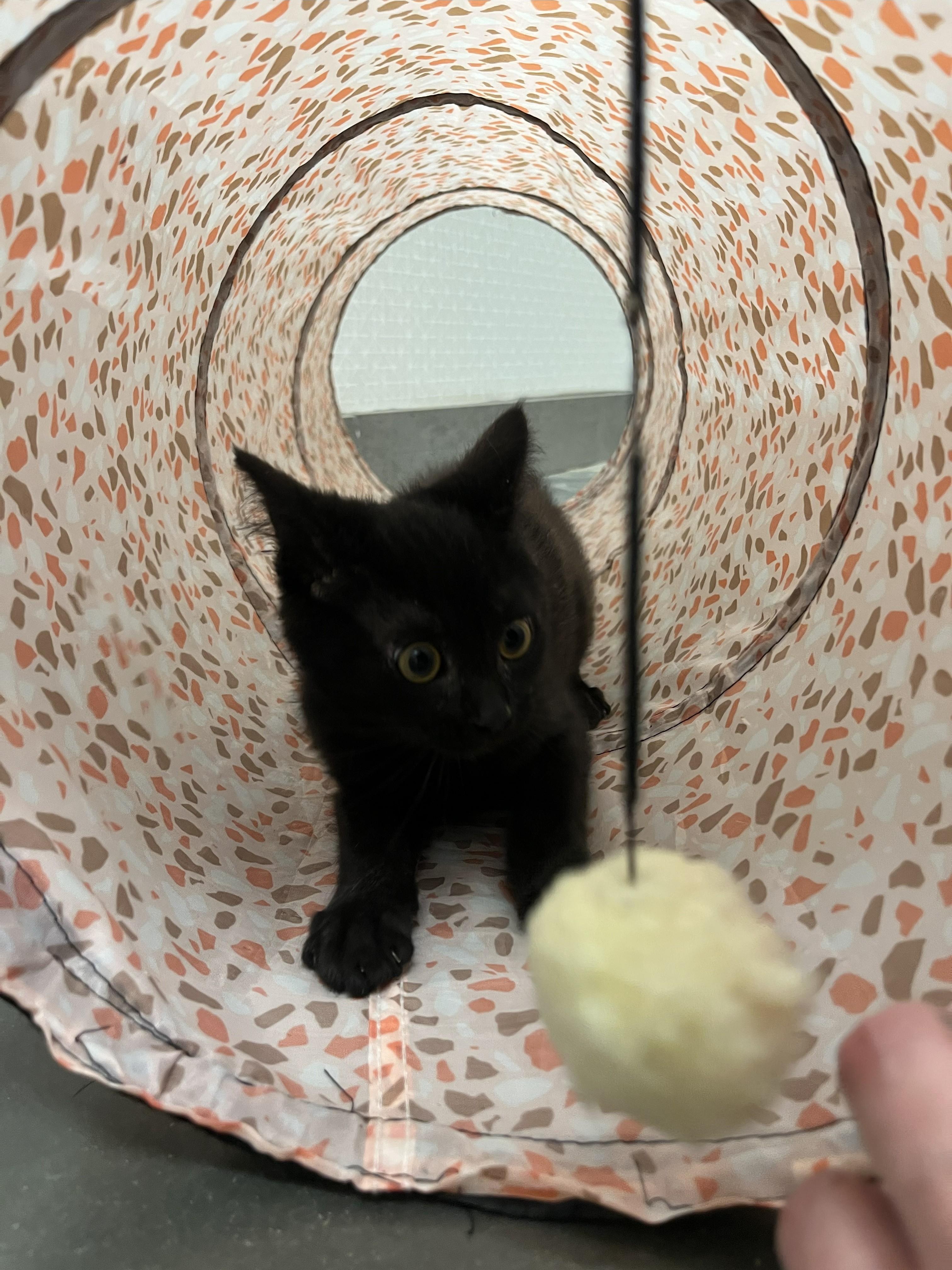 Enlarge Buttercup, a Adopted American Shorthair in St. John, IN image 1/4