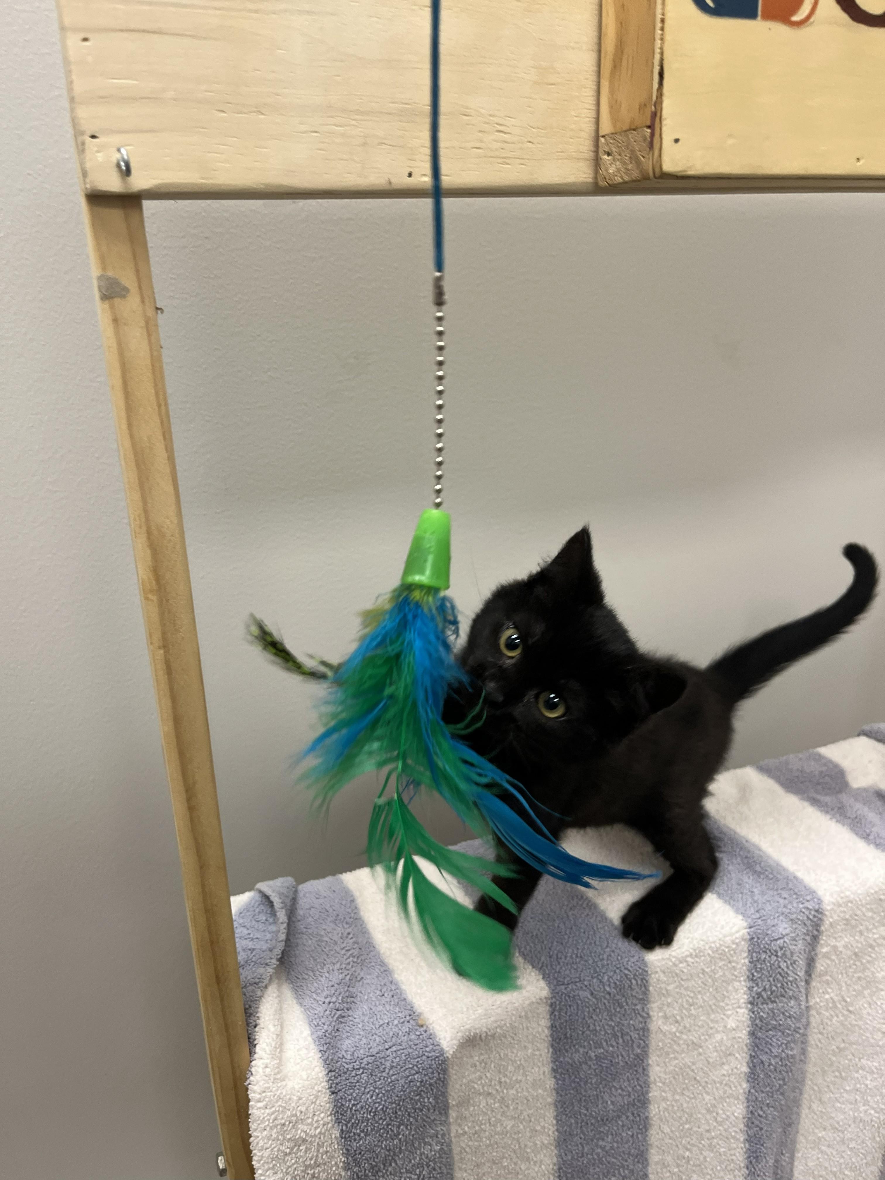 Enlarge Buttercup, a Adopted American Shorthair in St. John, IN image 2/4