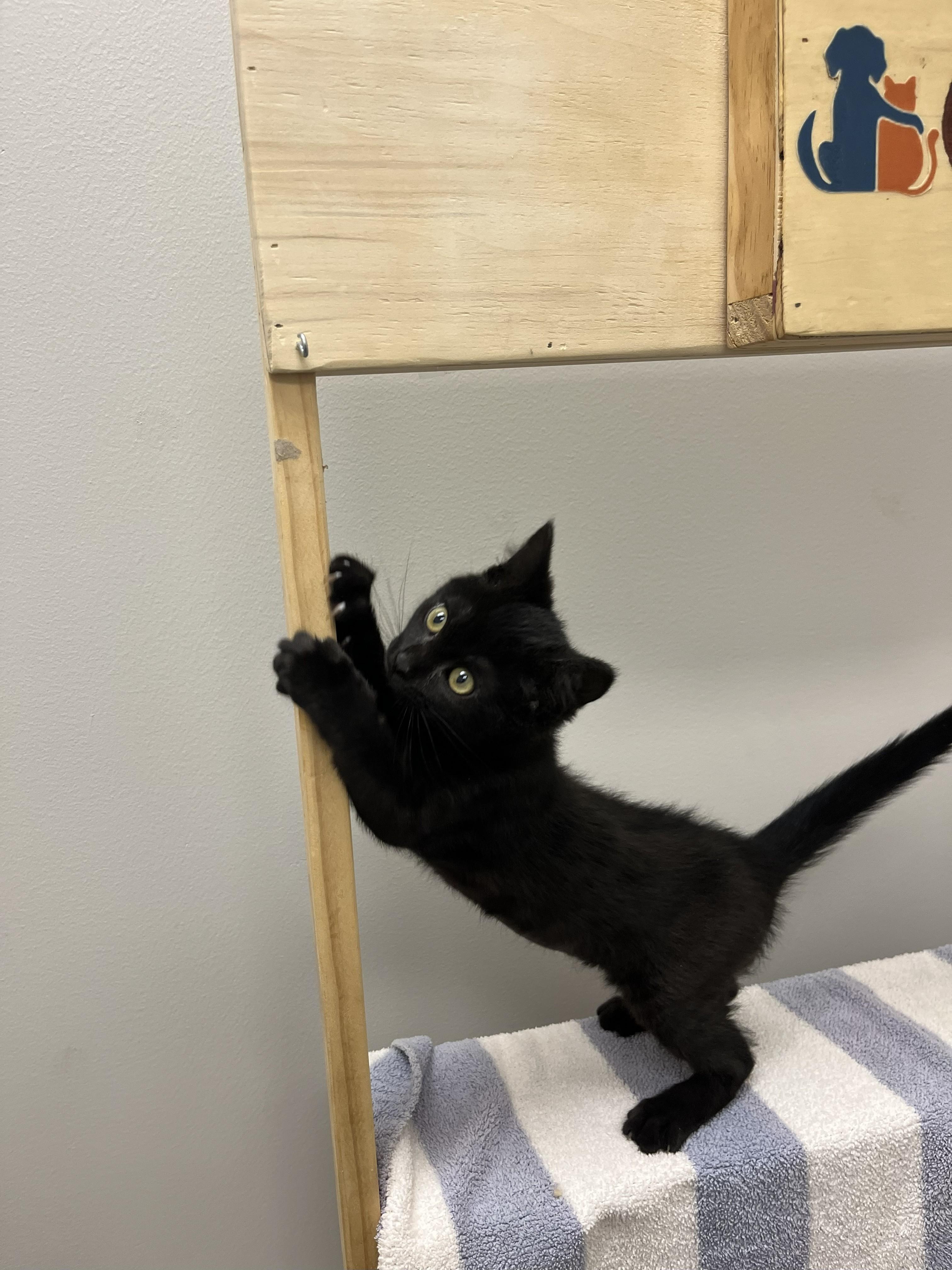 Enlarge Buttercup, a Adopted American Shorthair in St. John, IN image 3/4