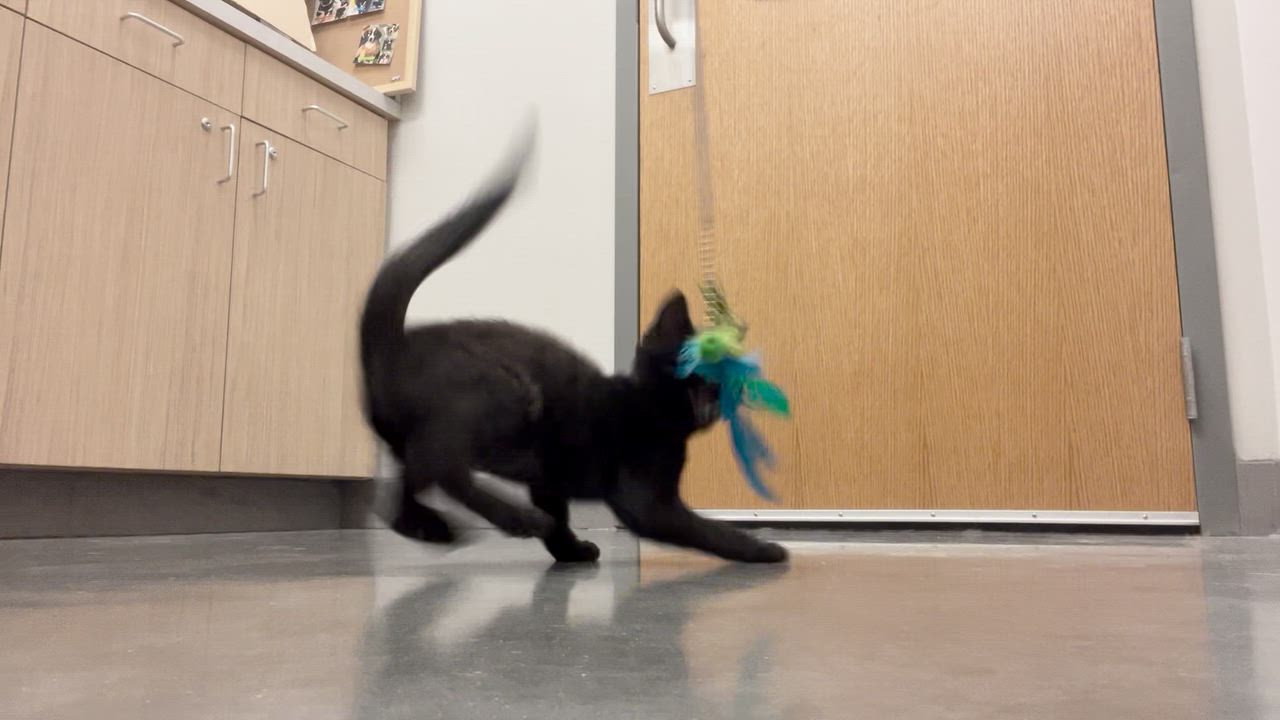 Enlarge Buttercup, a Adopted American Shorthair in St. John, IN video 4/4