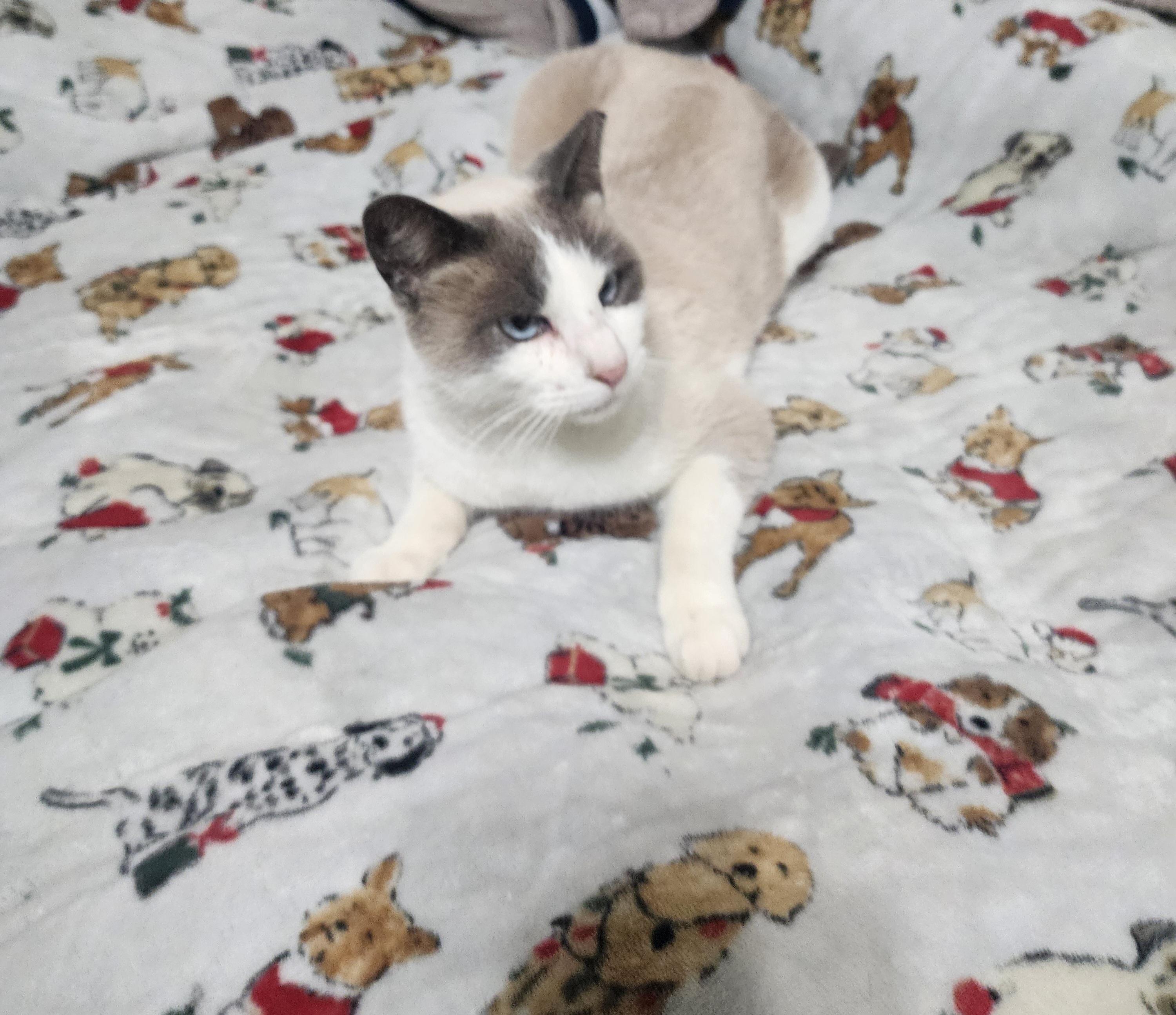 Fin, adoptable, Adult Male Snowshoe & Siamese.