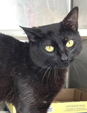 Enlarge Blackberry, a Adopted Domestic Short Hair in Carrollton, GA image 1/3