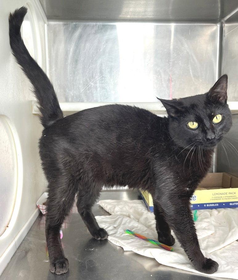 Enlarge Blackberry, a Adopted Domestic Short Hair in Carrollton, GA image 2/3