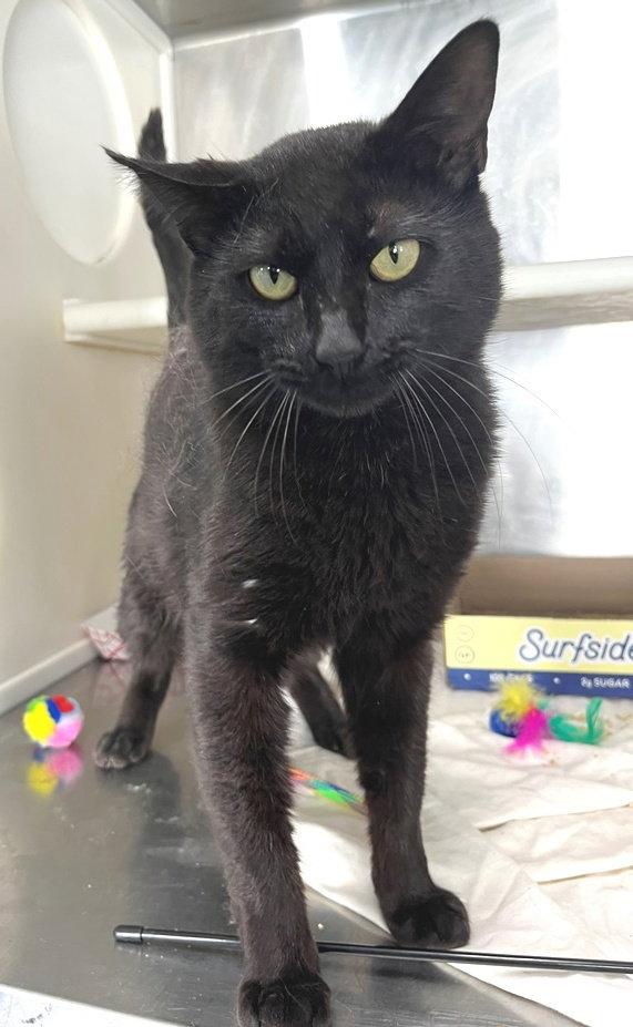 Enlarge Blackberry, a Adopted Domestic Short Hair in Carrollton, GA image 3/3