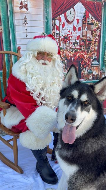 BANDIT, Adoptable, Adult Male Husky.