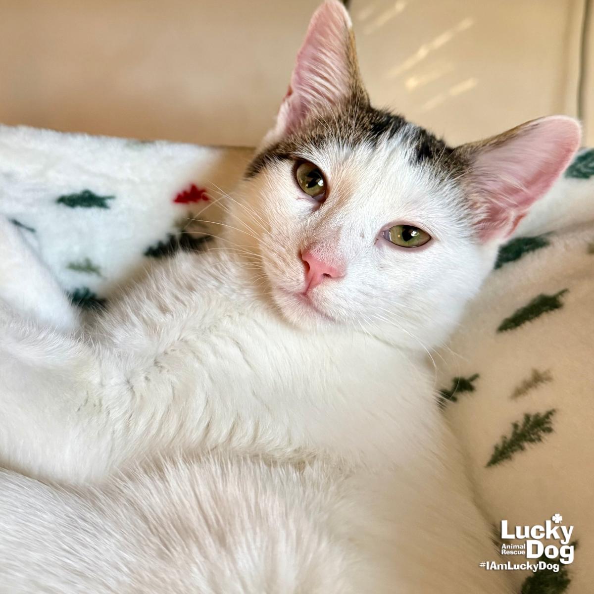 Box, a Adopted Domestic Short Hair in Washington, DC image 1/3