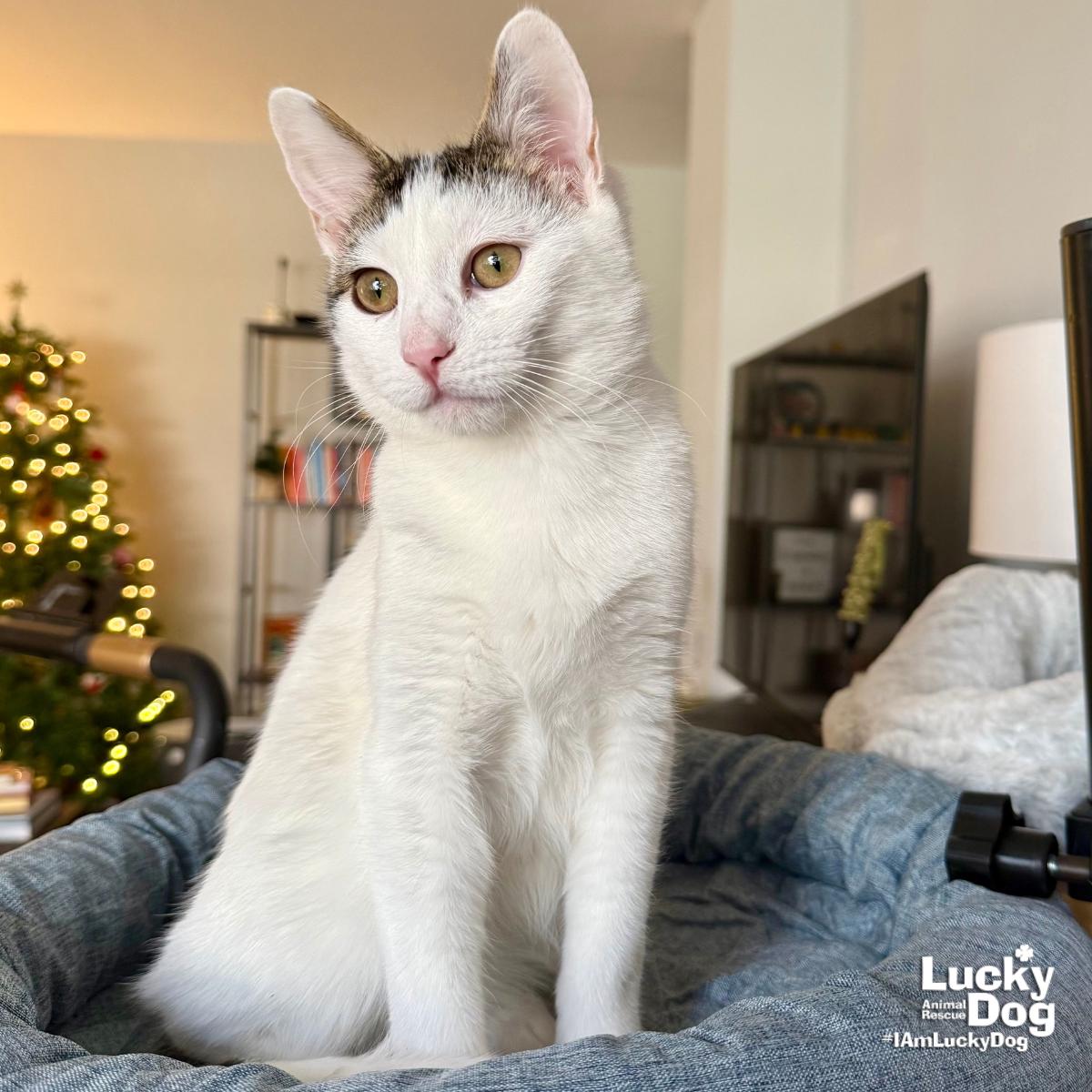 Box, a Adopted Domestic Short Hair in Washington, DC image 2/3