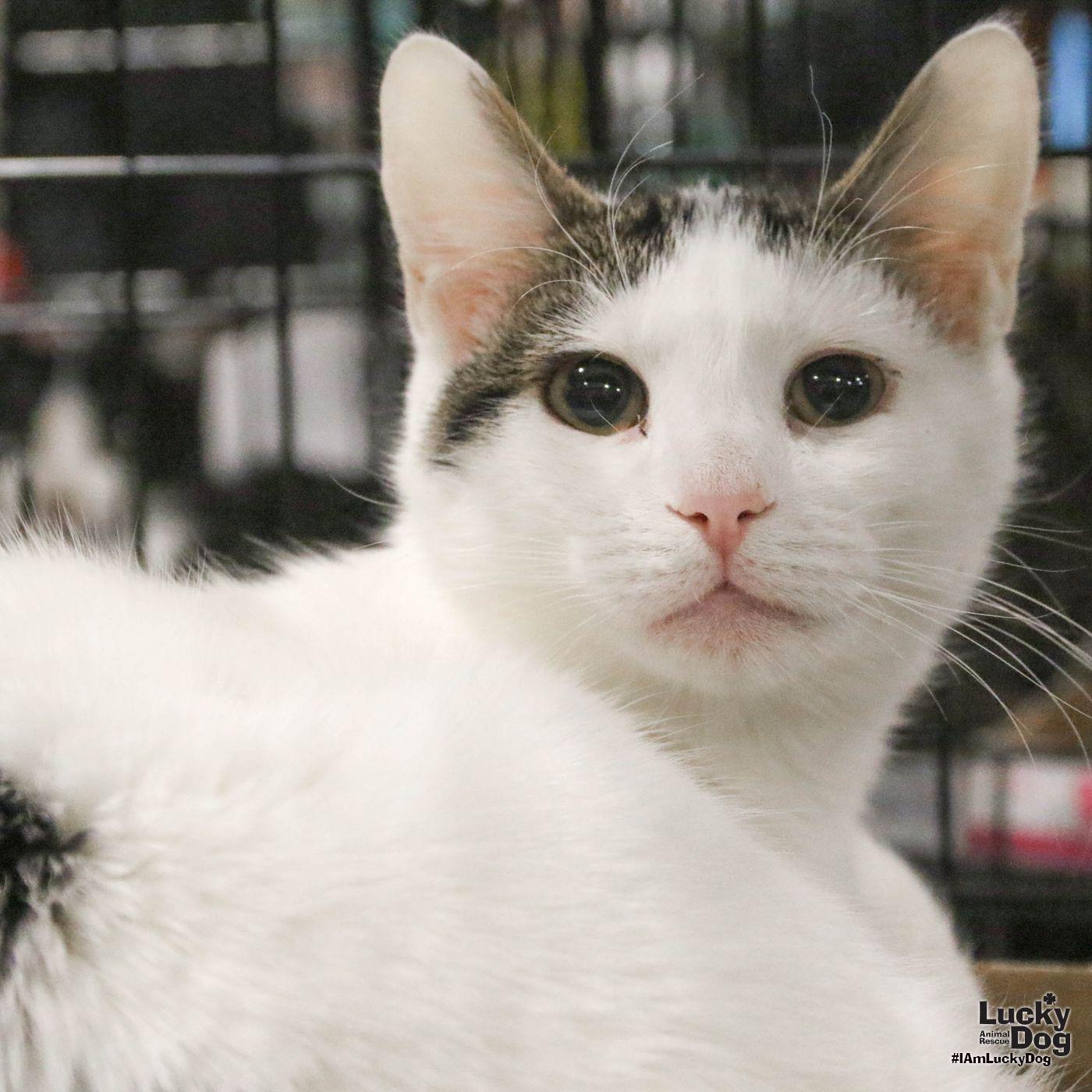 Box, a Adopted Domestic Short Hair in Washington, DC image 3/3