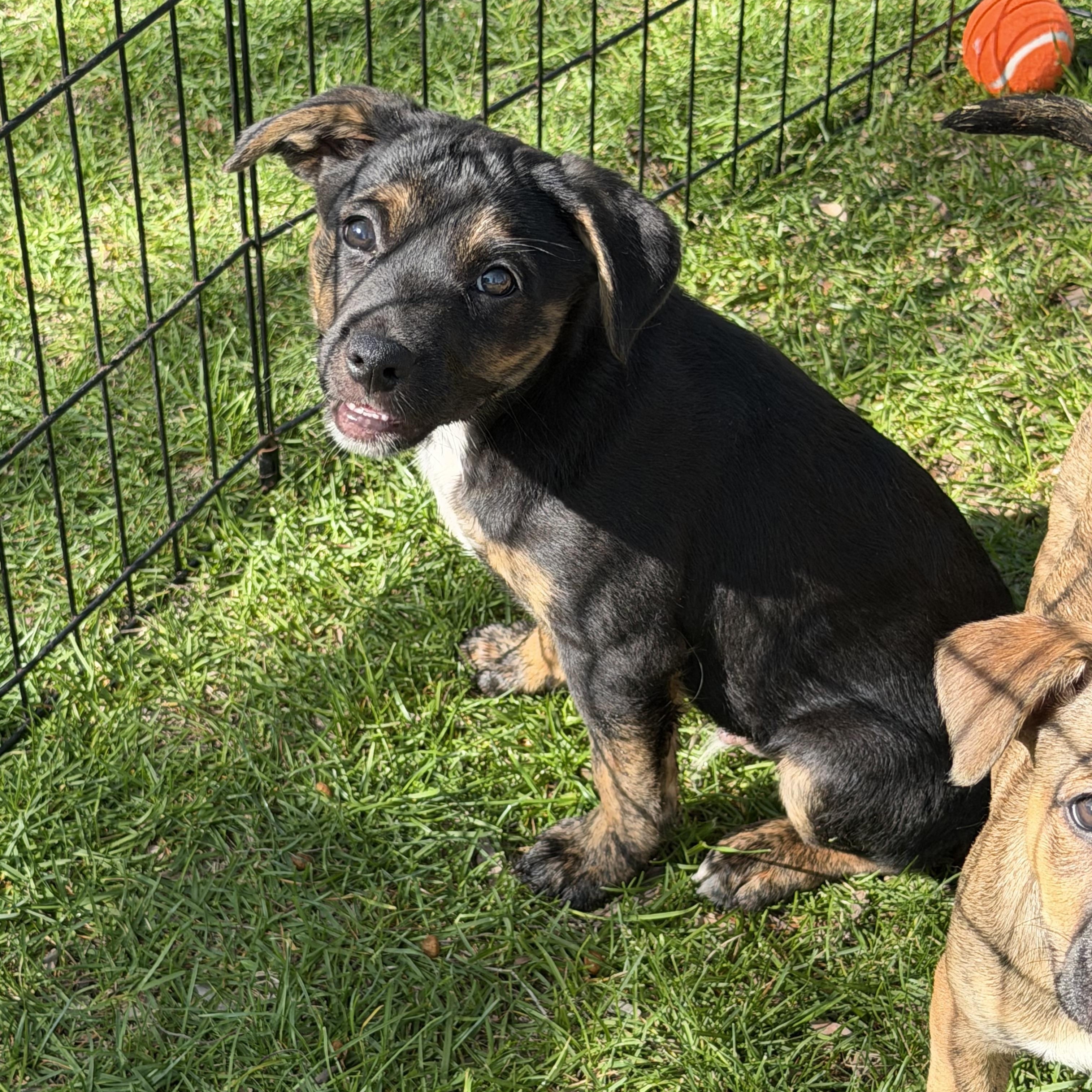 Enlarge Cooper, an adopted mixed breed in Crystal Lake, IL image 1/4