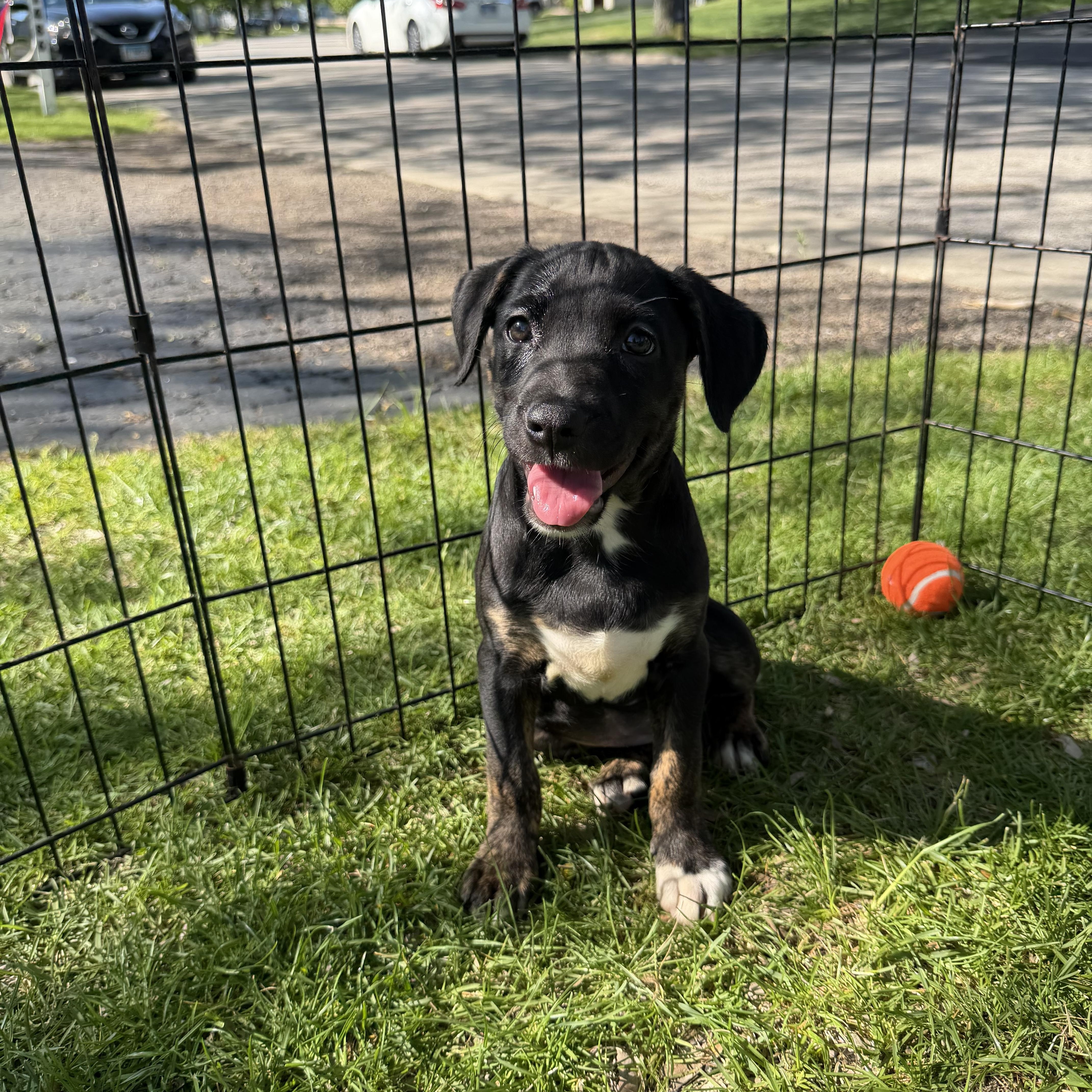 Enlarge Cooper, an adopted mixed breed in Crystal Lake, IL image 2/4