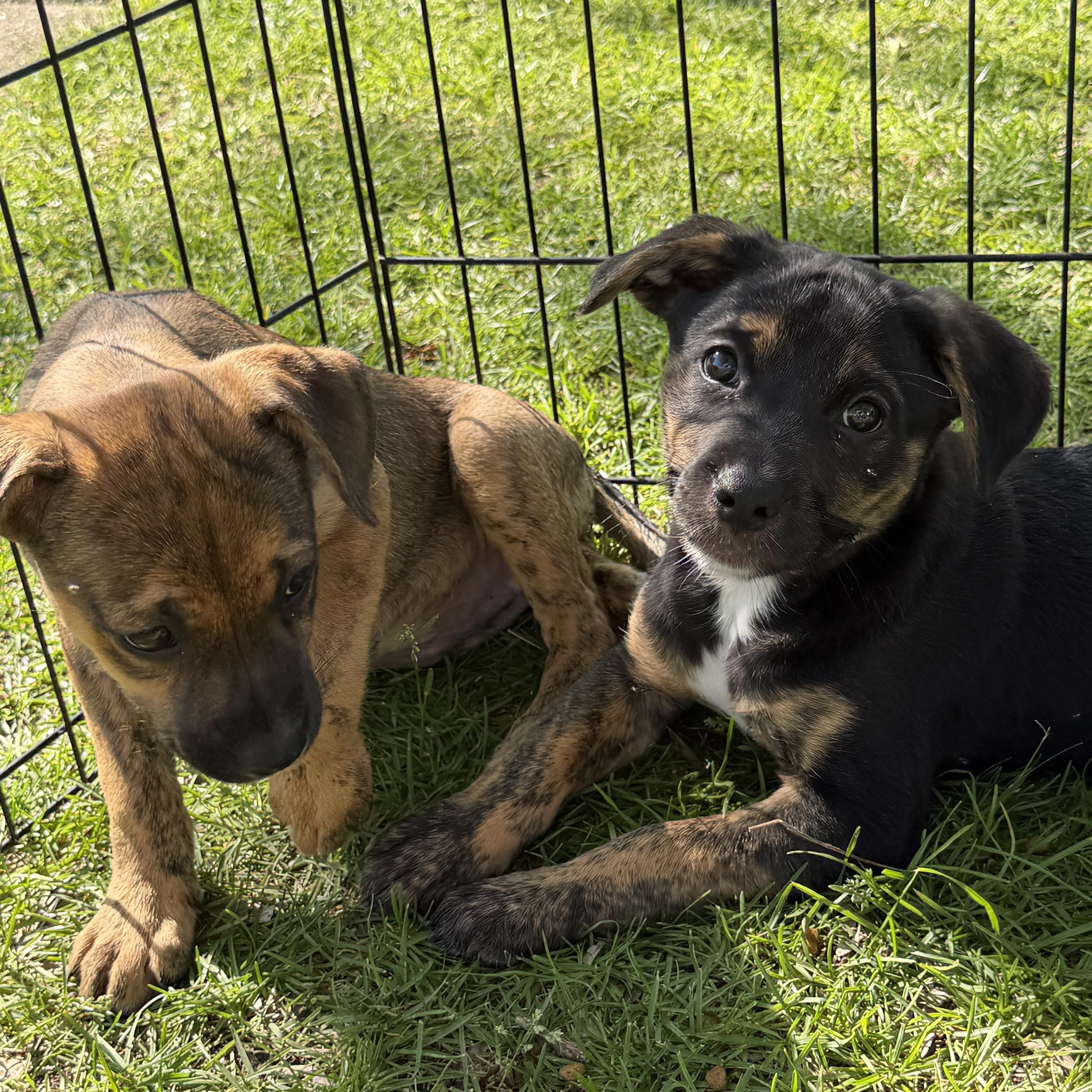 Enlarge Cooper, an adopted mixed breed in Crystal Lake, IL image 3/4
