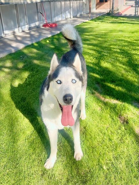 TAHOE, Adoptable, Young Male Siberian Husky & Mixed Breed.