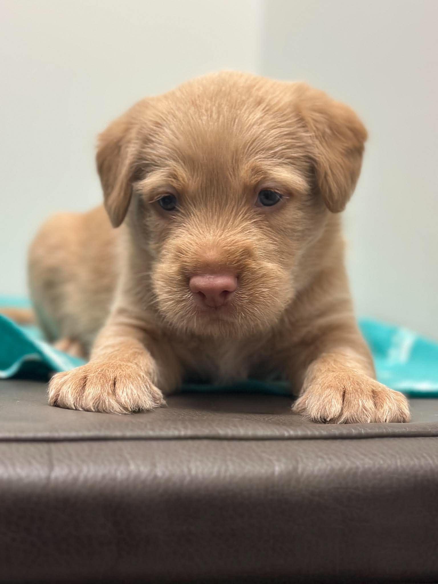 Enlarge Belmont, a Adoptable mixed breed in Mississauga, ON image 2/5