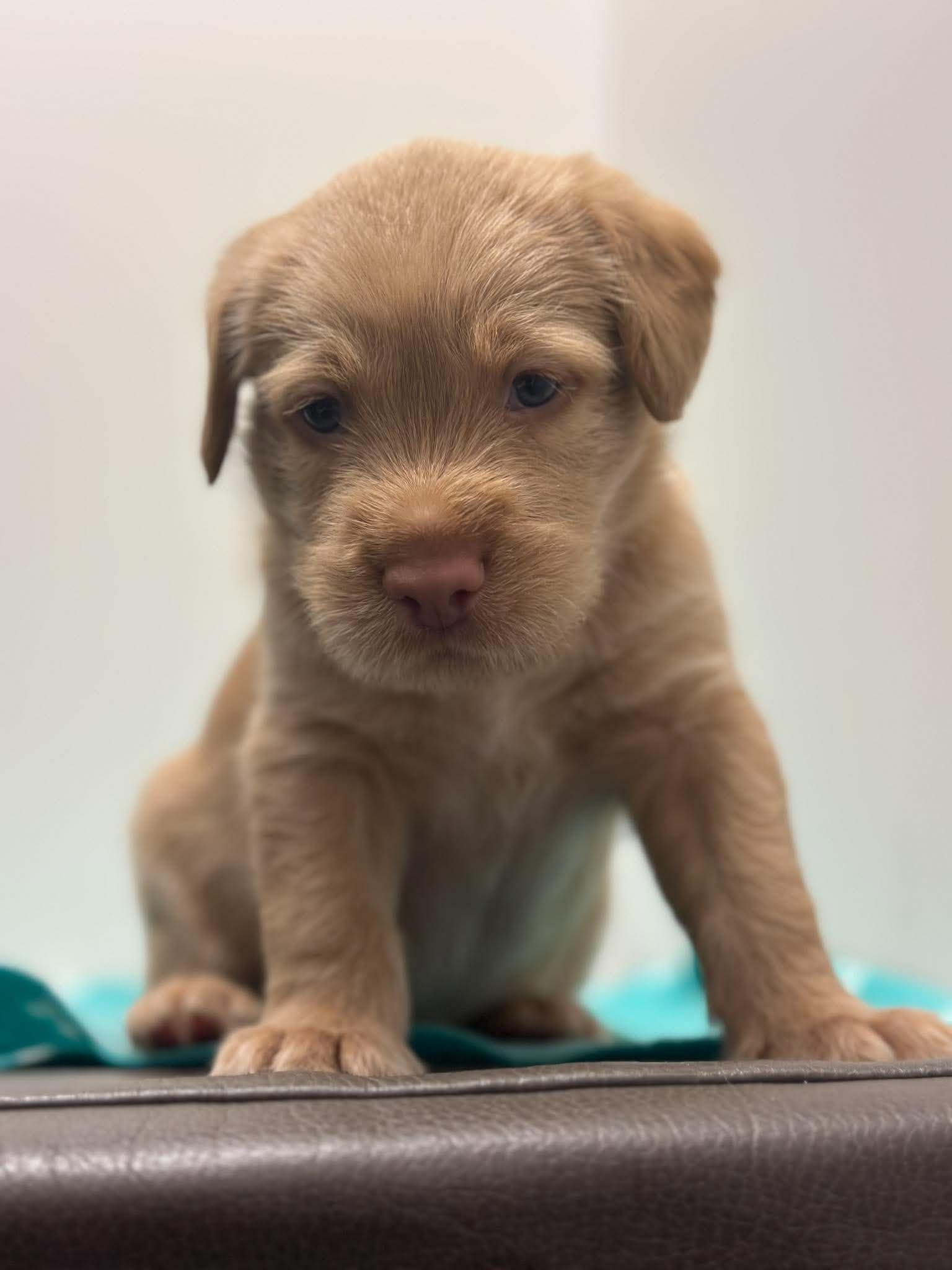Enlarge Belmont, a Adoptable mixed breed in Mississauga, ON image 1/5