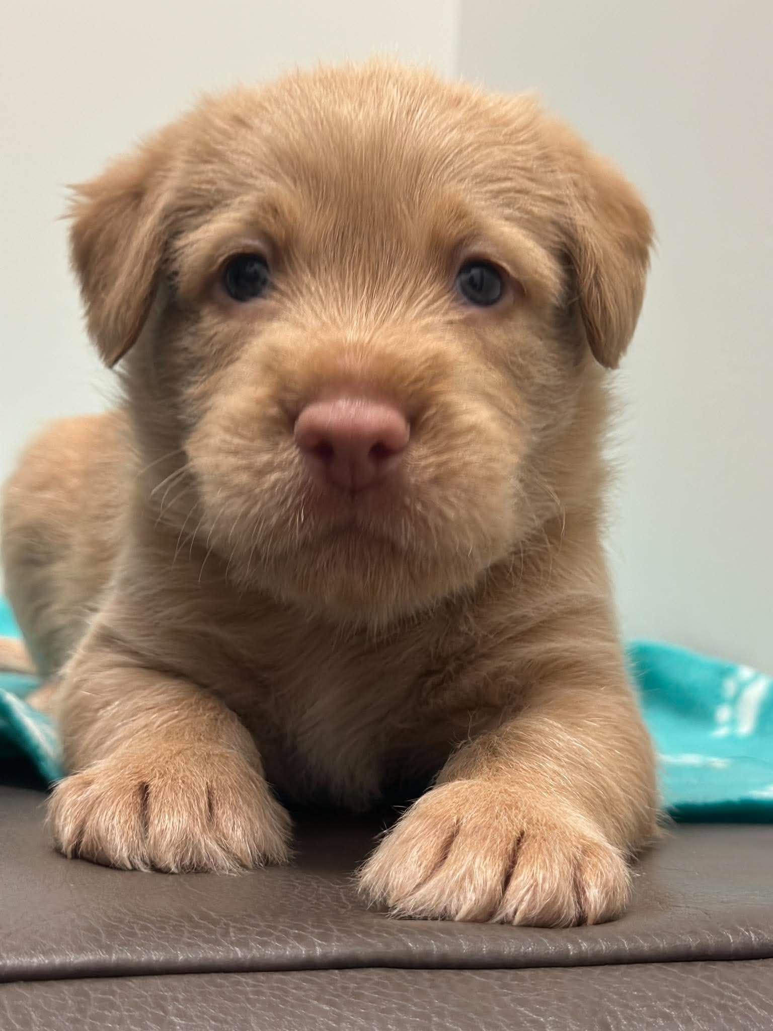 Enlarge Belmont, a Adoptable mixed breed in Mississauga, ON image 4/5