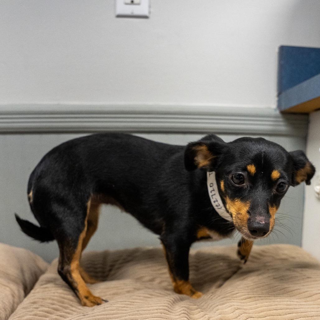 Enlarge Taquito, a Adoptable mixed breed in Pawling, NY image 1/6