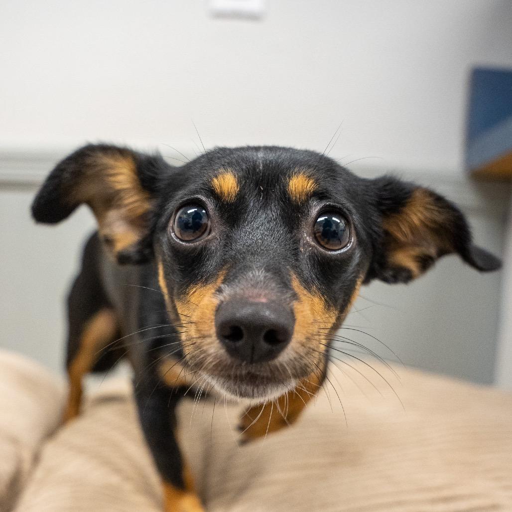 Enlarge Taquito, a Adoptable mixed breed in Pawling, NY image 2/6