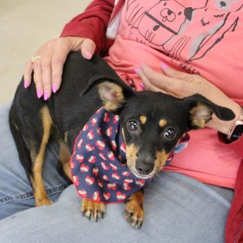 Enlarge Taquito, a Adoptable mixed breed in Pawling, NY image 3/6