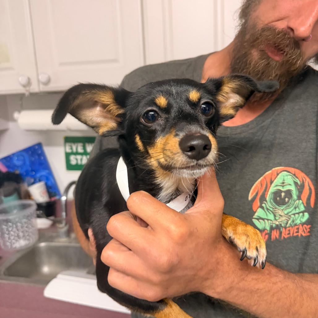 Enlarge Taquito, a Adoptable mixed breed in Pawling, NY image 4/6