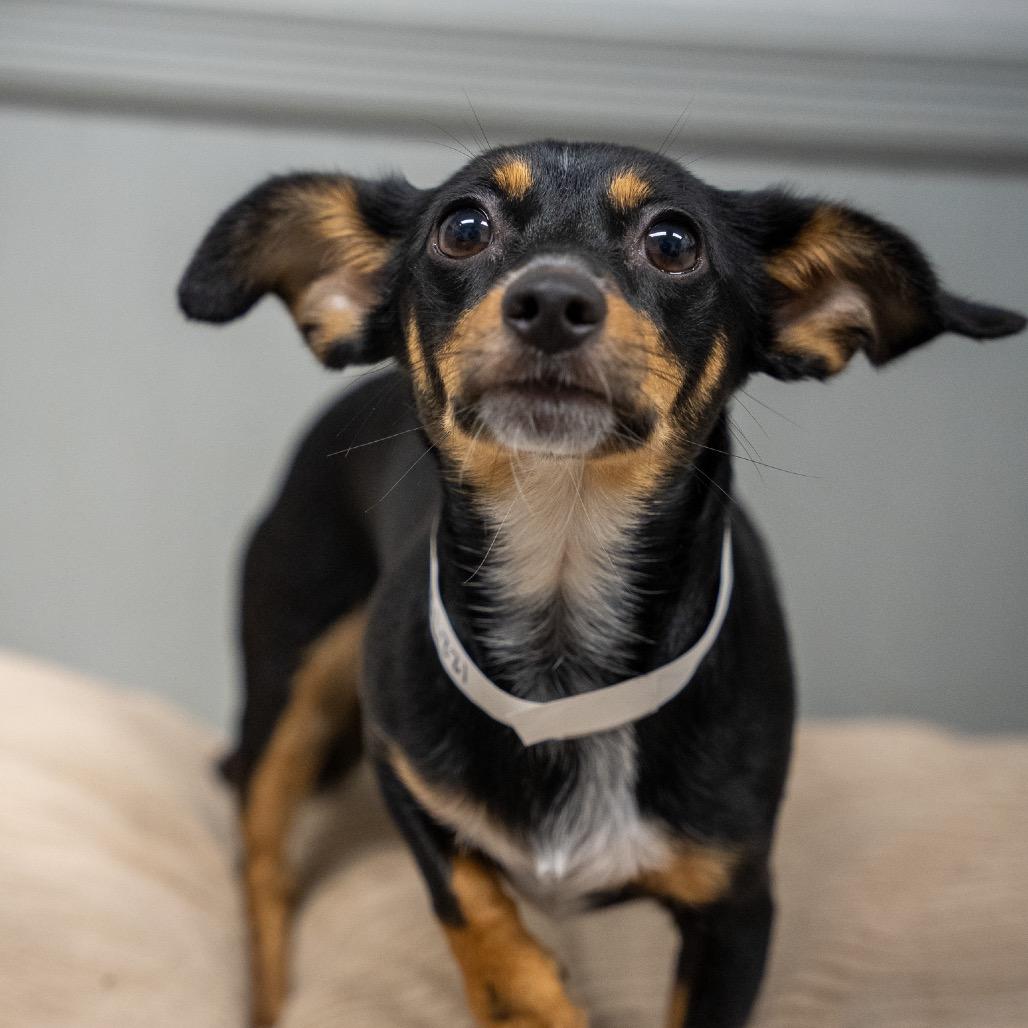 Enlarge Taquito, a Adoptable mixed breed in Pawling, NY image 5/6