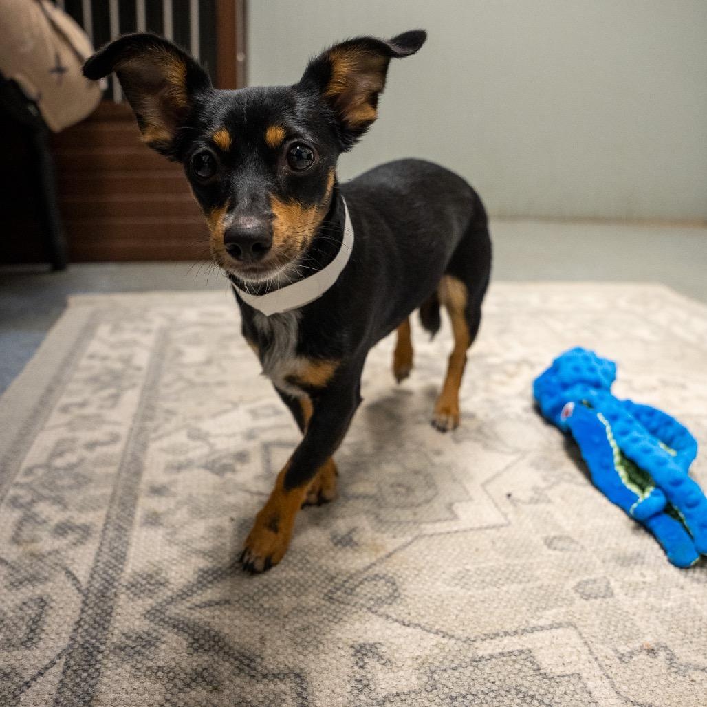 Enlarge Taquito, a Adoptable mixed breed in Pawling, NY image 6/6