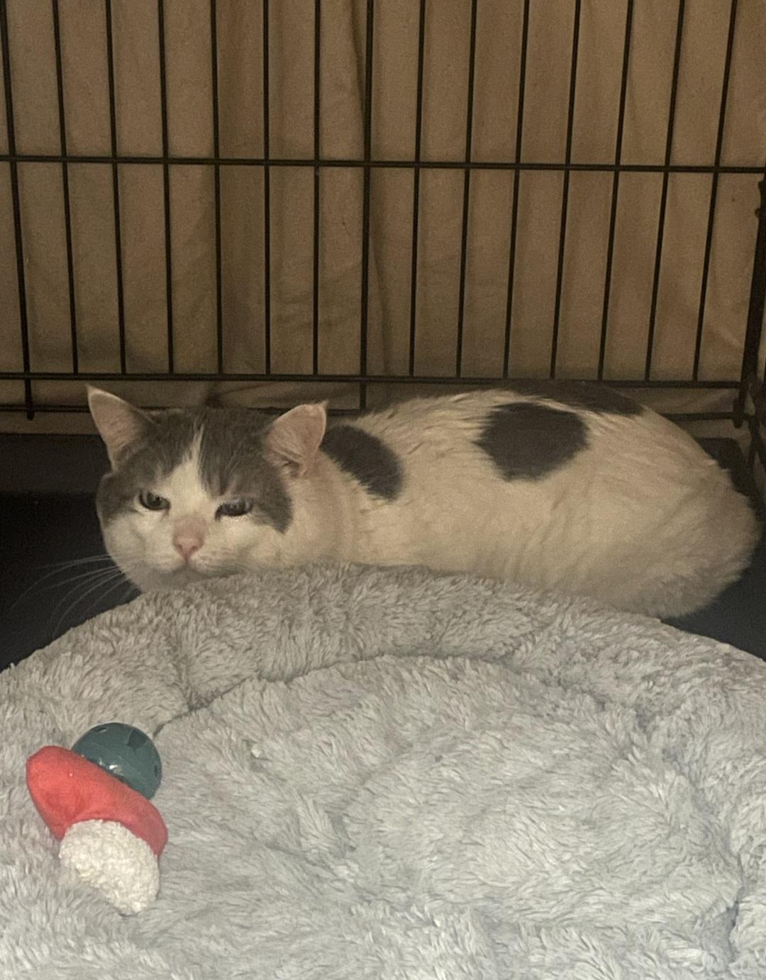 Enlarge Jelly (Working Cat), an adoptable Domestic Short Hair in Billings, MT image 1/1