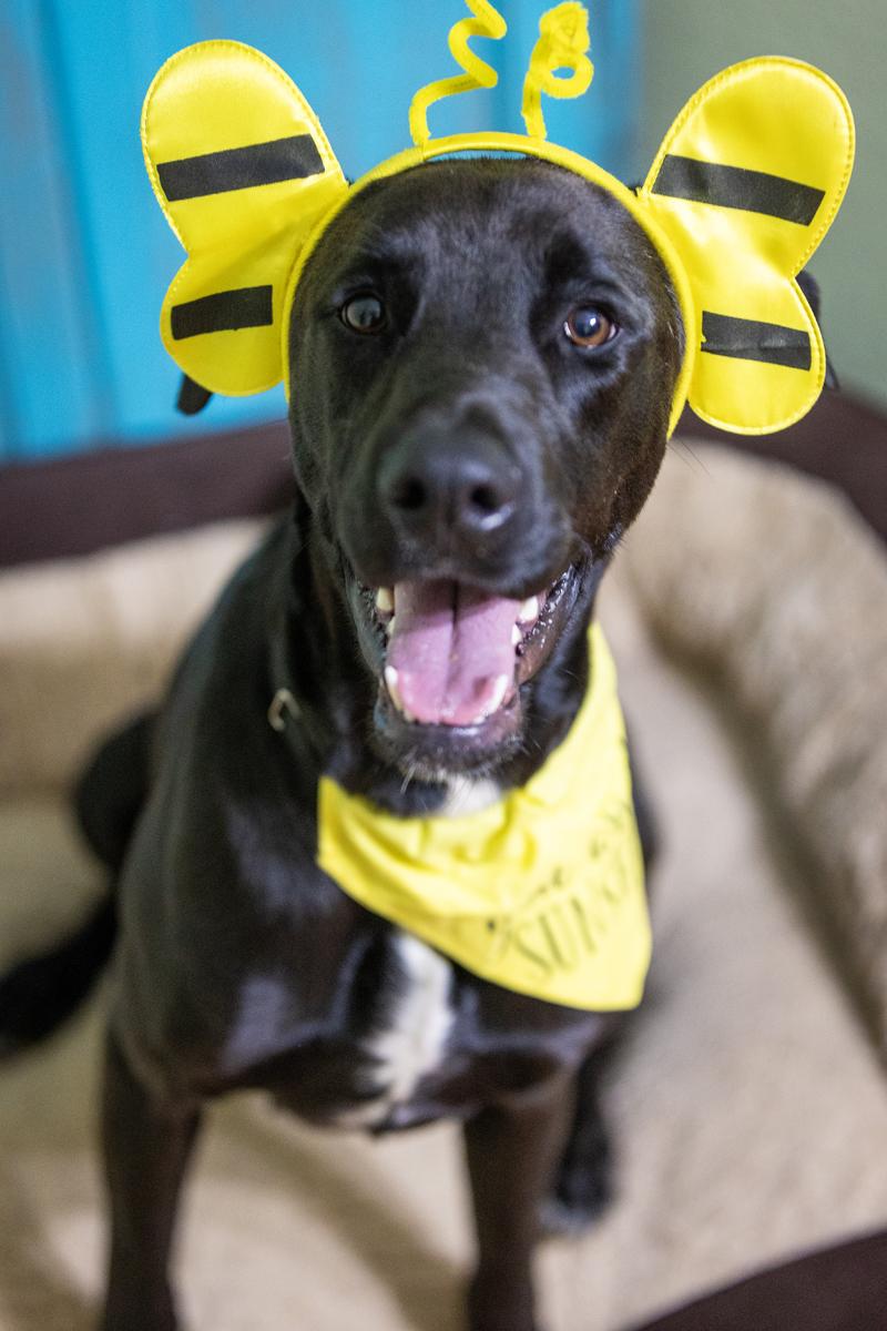 Sugar Daisy