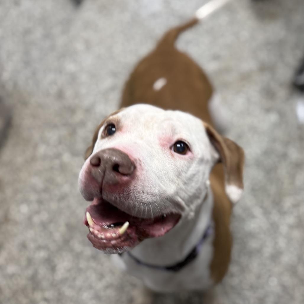 Enlarge Dot, a Adoptable mixed breed in Collinsville , OK image 1/1