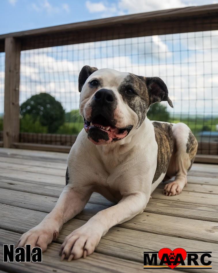Nala, Adoptable, Adult Female Boxer & American Bulldog.