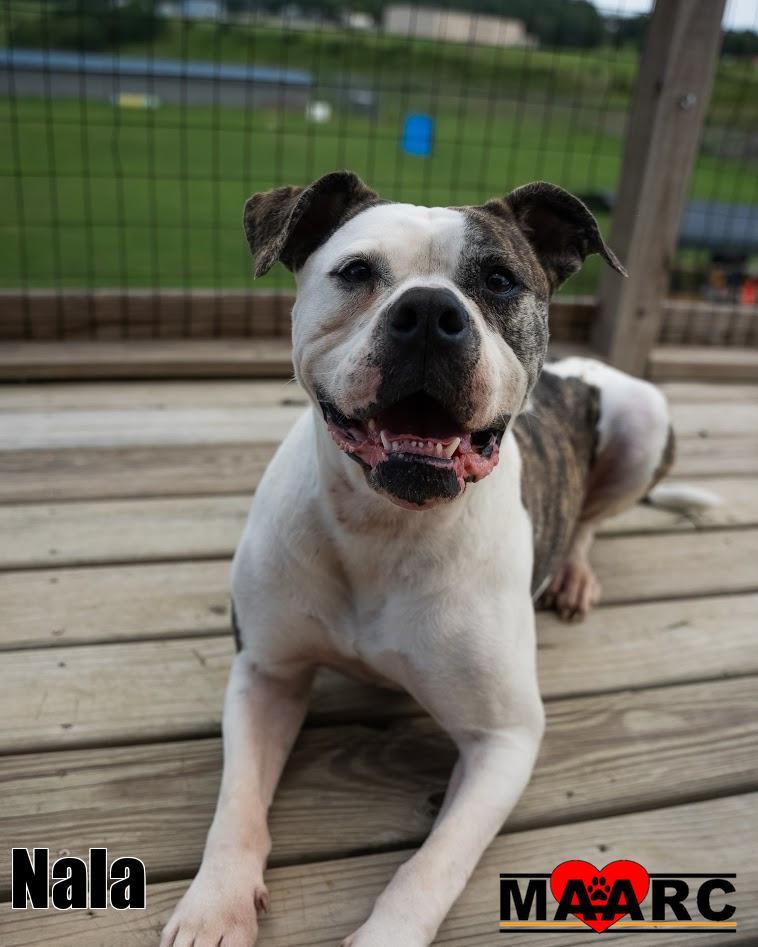 Enlarge Nala, a Adoptable mixed breed in Maryville, TN image 2/3