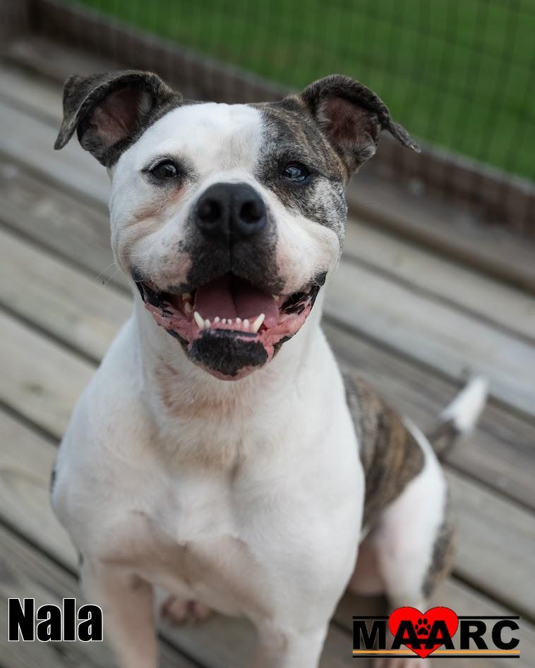 Enlarge Nala, a Adoptable mixed breed in Maryville, TN image 3/3