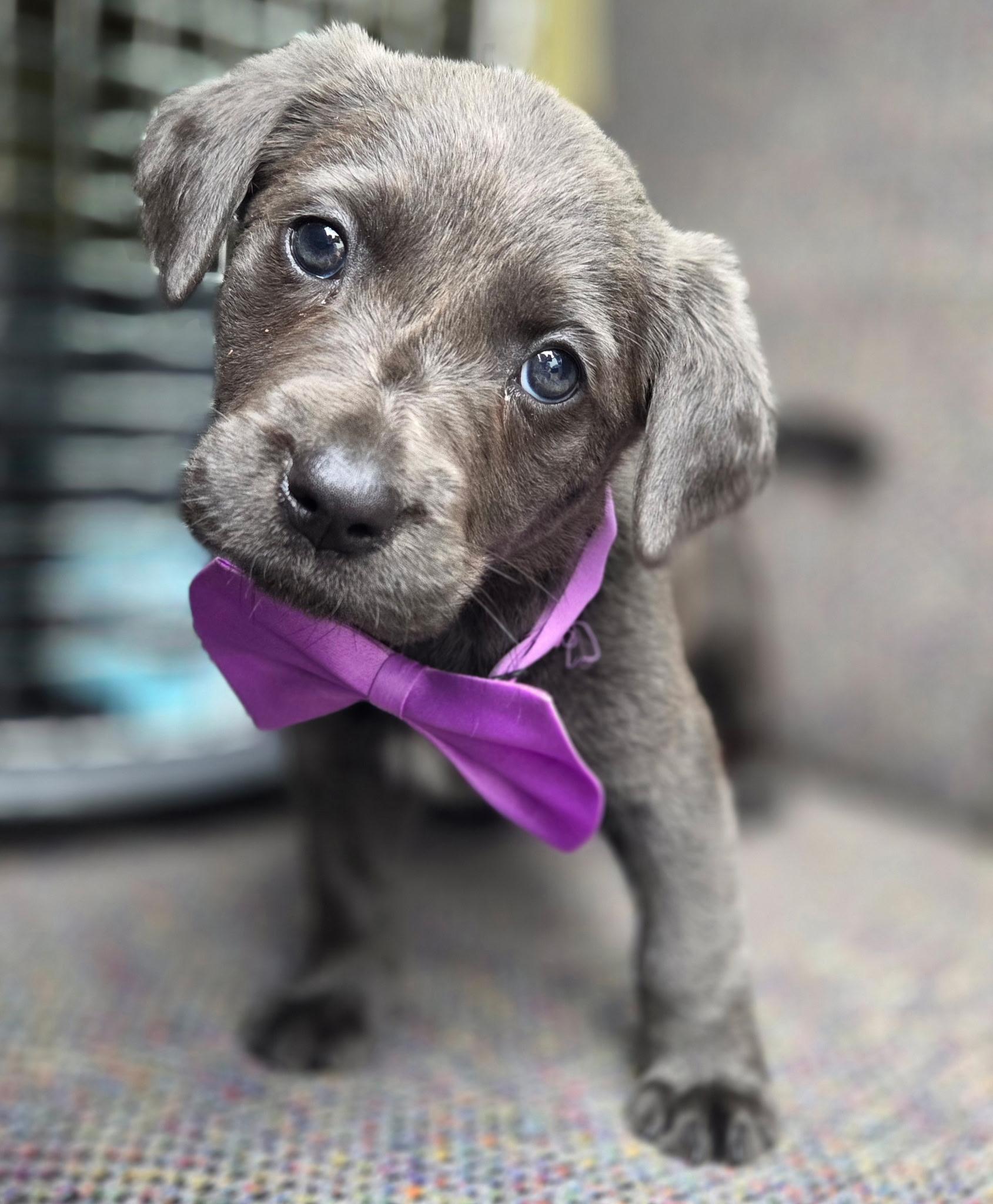Shimmer , an adopted mixed breed in Gilbert, SC image 4/6