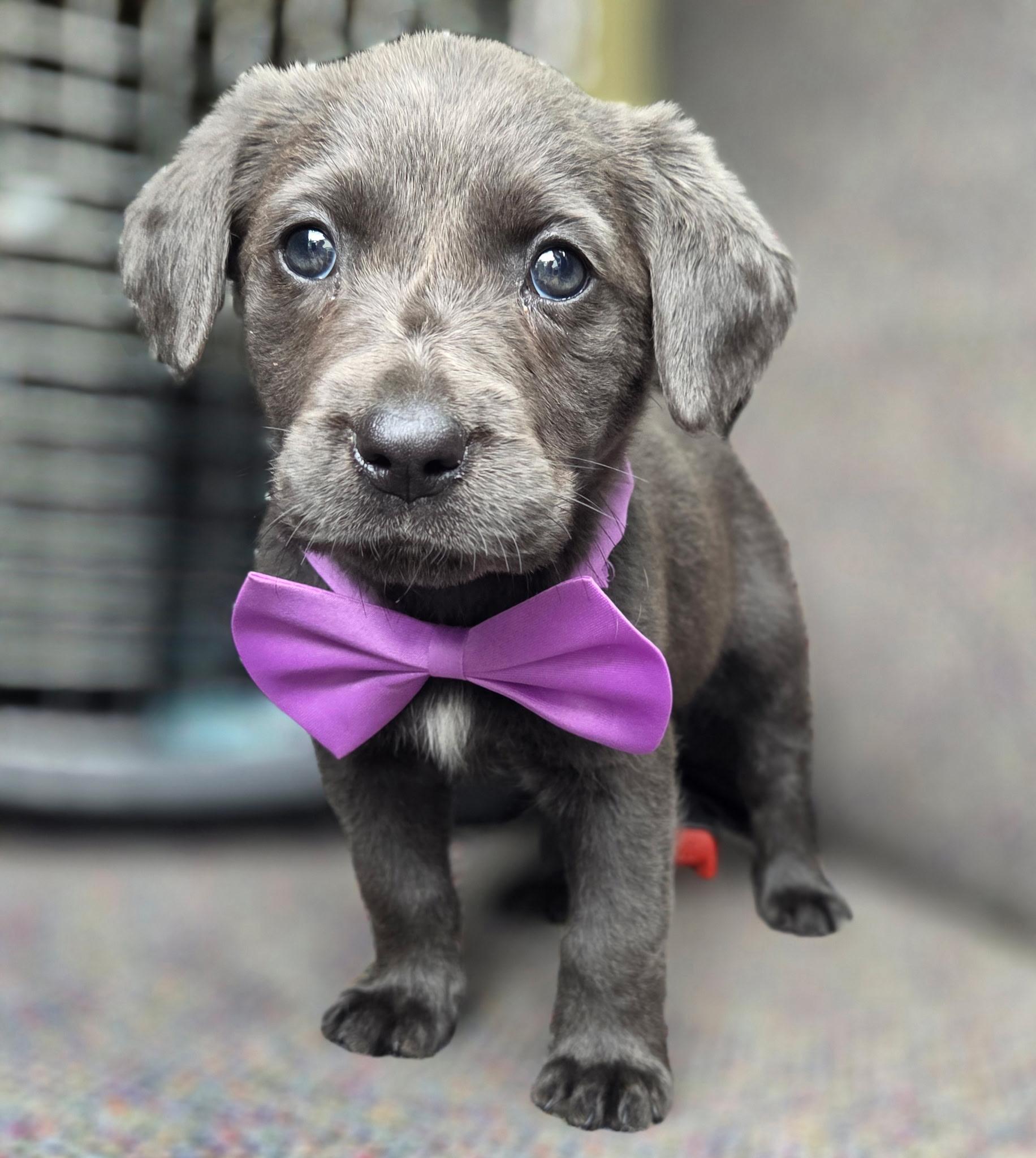 Shimmer , an adopted mixed breed in Gilbert, SC image 1/6