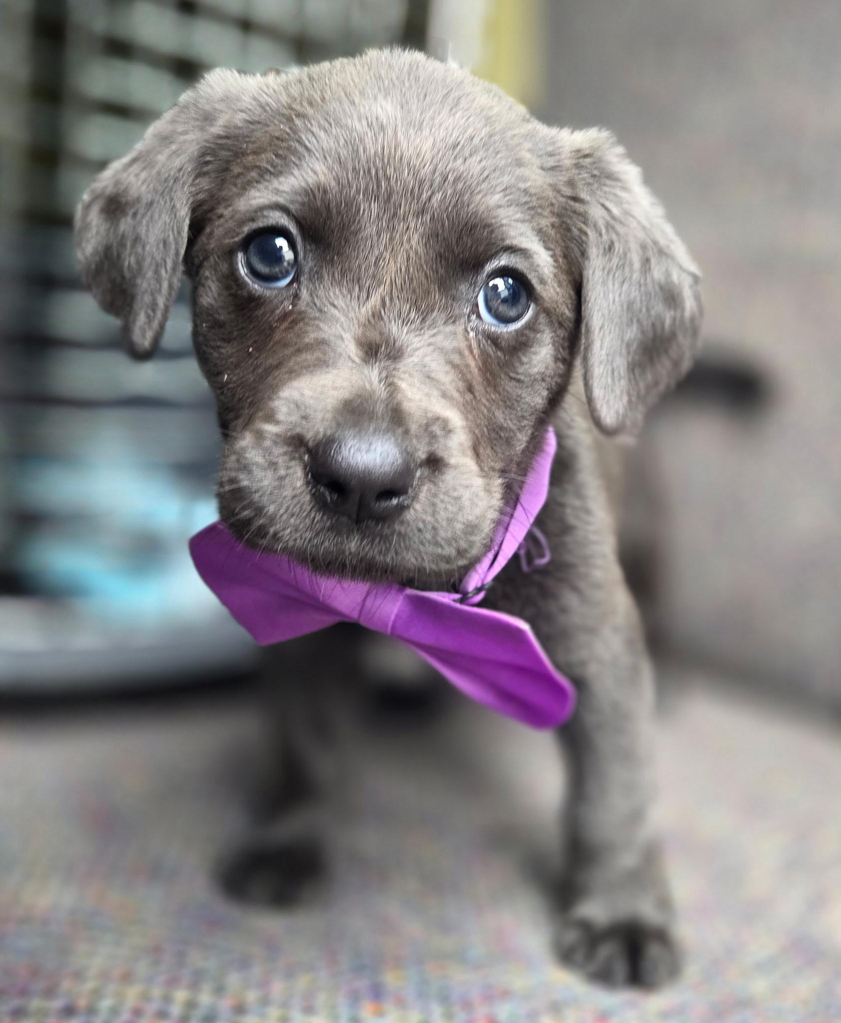 Shimmer , an adopted mixed breed in Gilbert, SC image 6/6