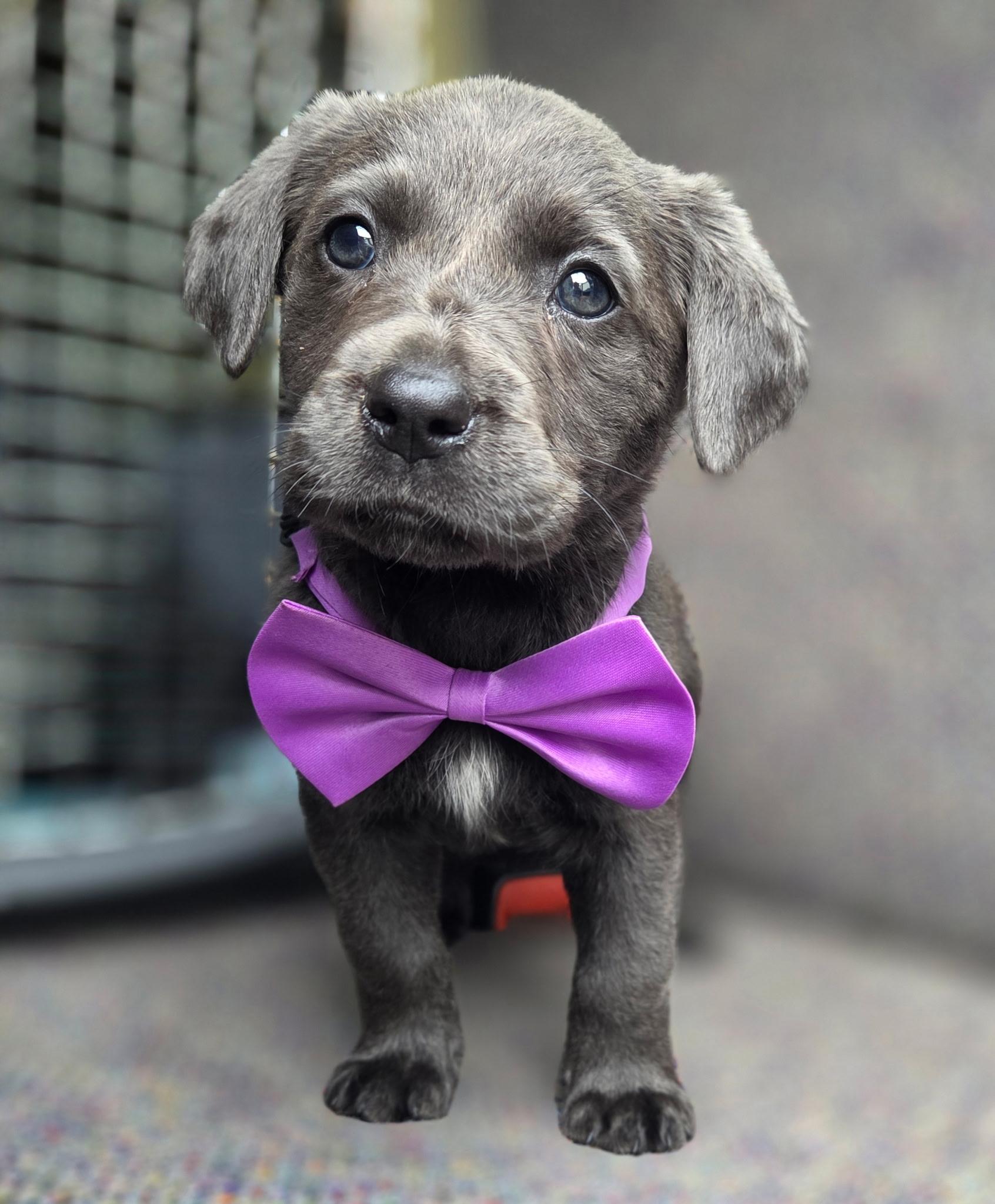 Shimmer , an adopted mixed breed in Gilbert, SC image 5/6
