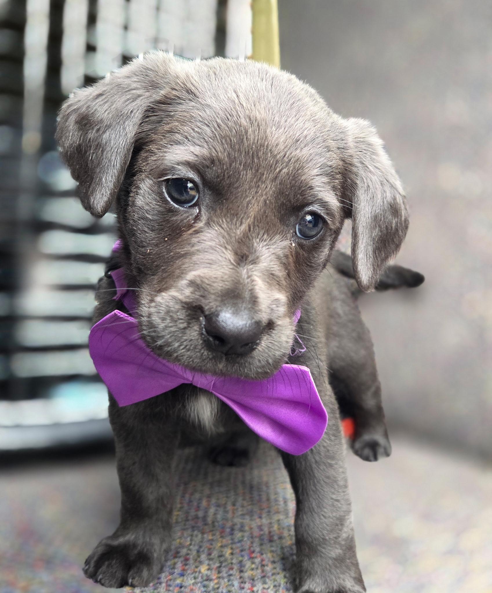 Shimmer , an adopted mixed breed in Gilbert, SC image 3/6