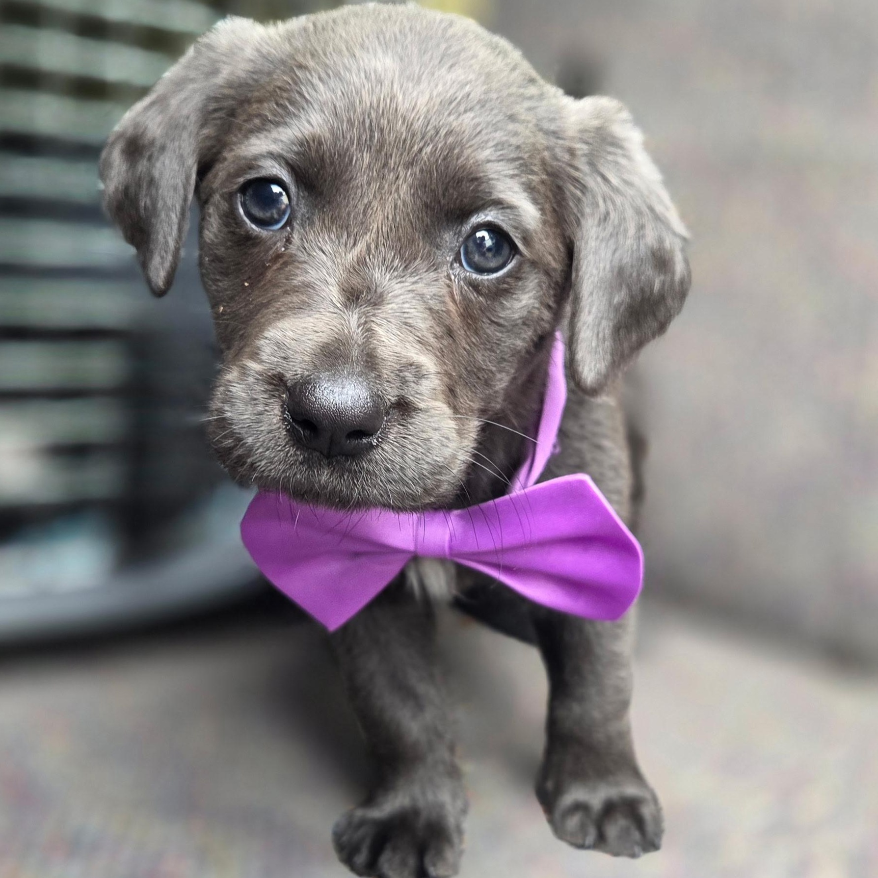 Shimmer , an adopted mixed breed in Gilbert, SC image 2/6