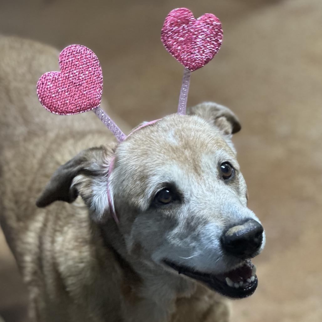 Enlarge Daisy, a Adoptable mixed breed in Clarksville, AR image 1/6