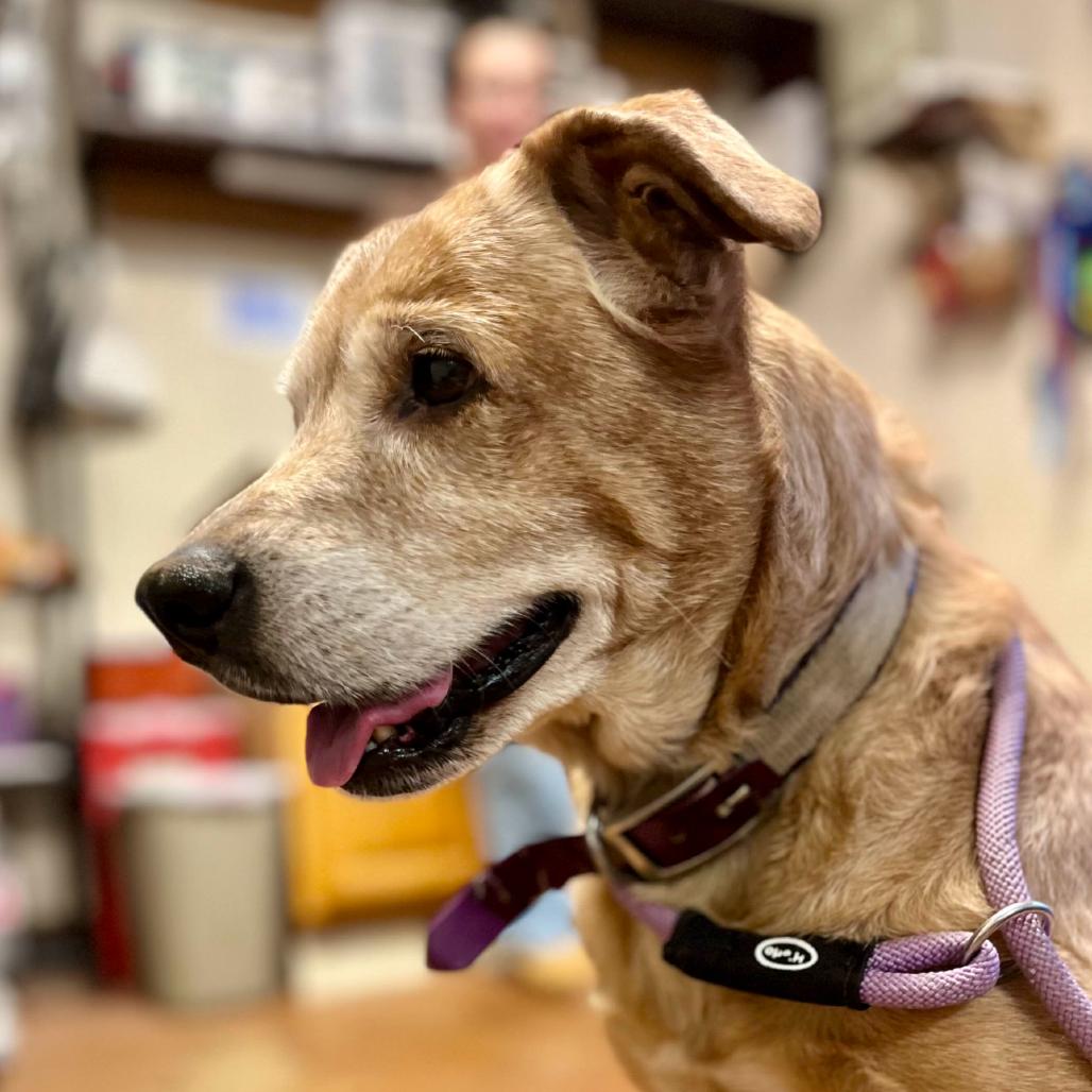 Enlarge Daisy, a Adoptable mixed breed in Clarksville, AR image 2/6